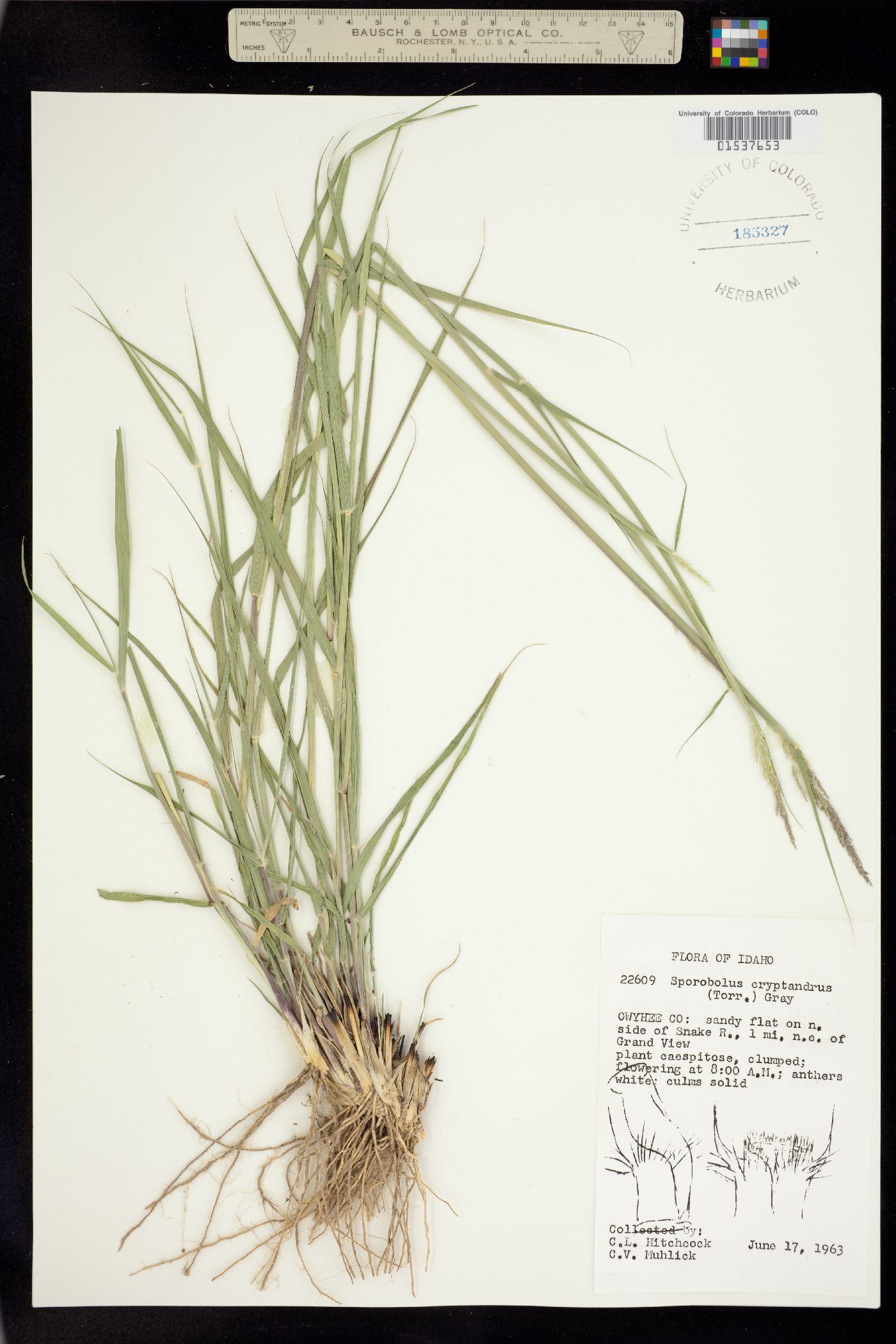 Sporobolus cryptandrus image