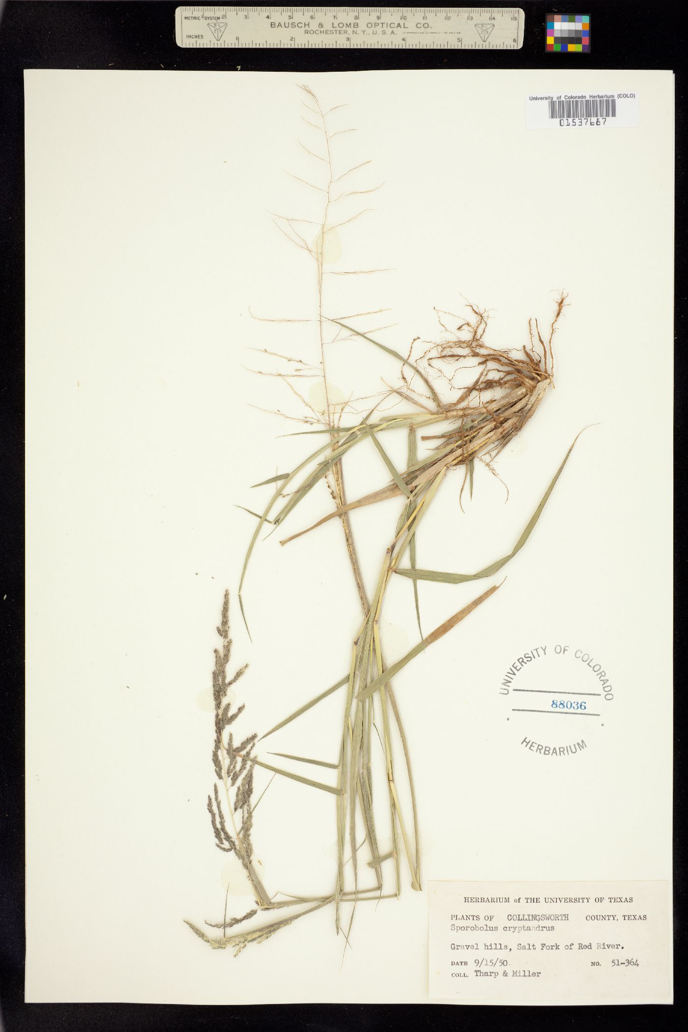 Sporobolus cryptandrus image