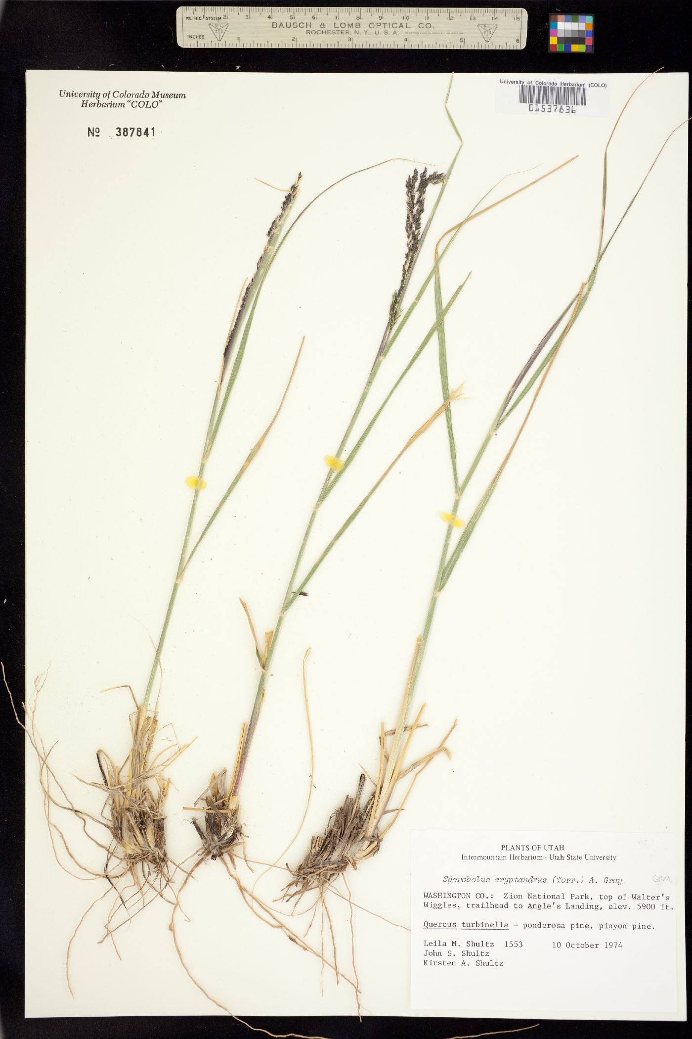 Sporobolus cryptandrus image