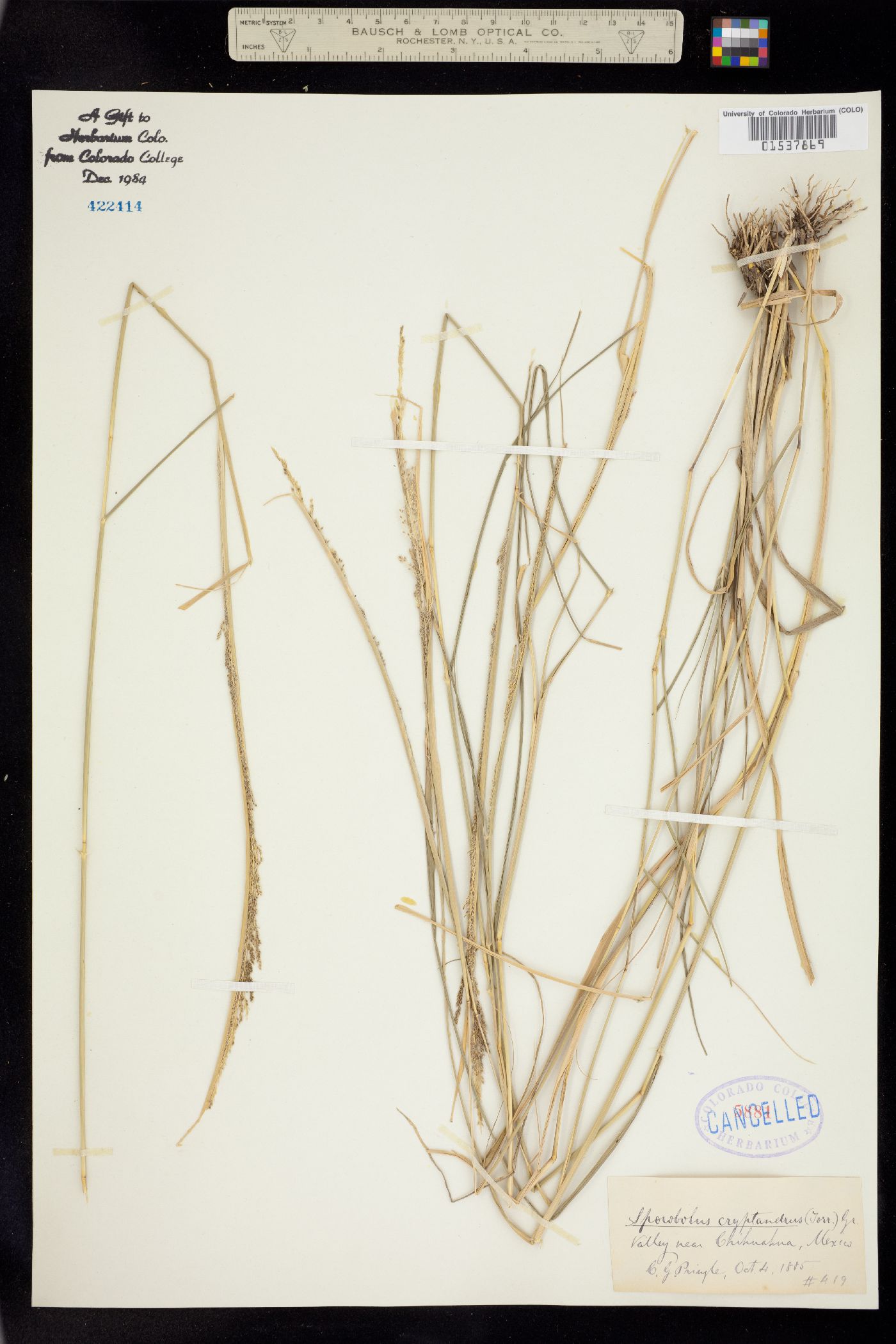 Sporobolus cryptandrus image