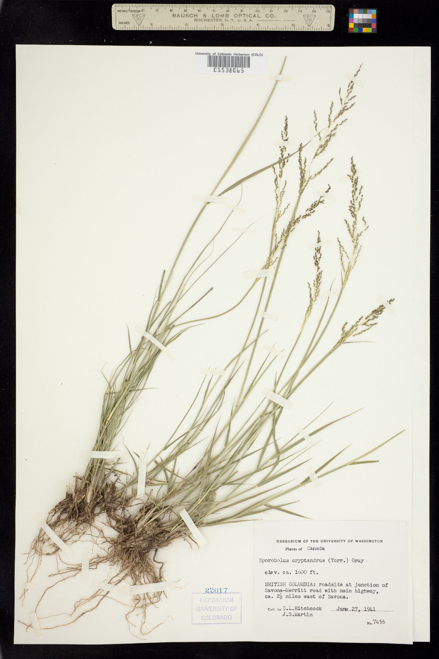 Sporobolus image
