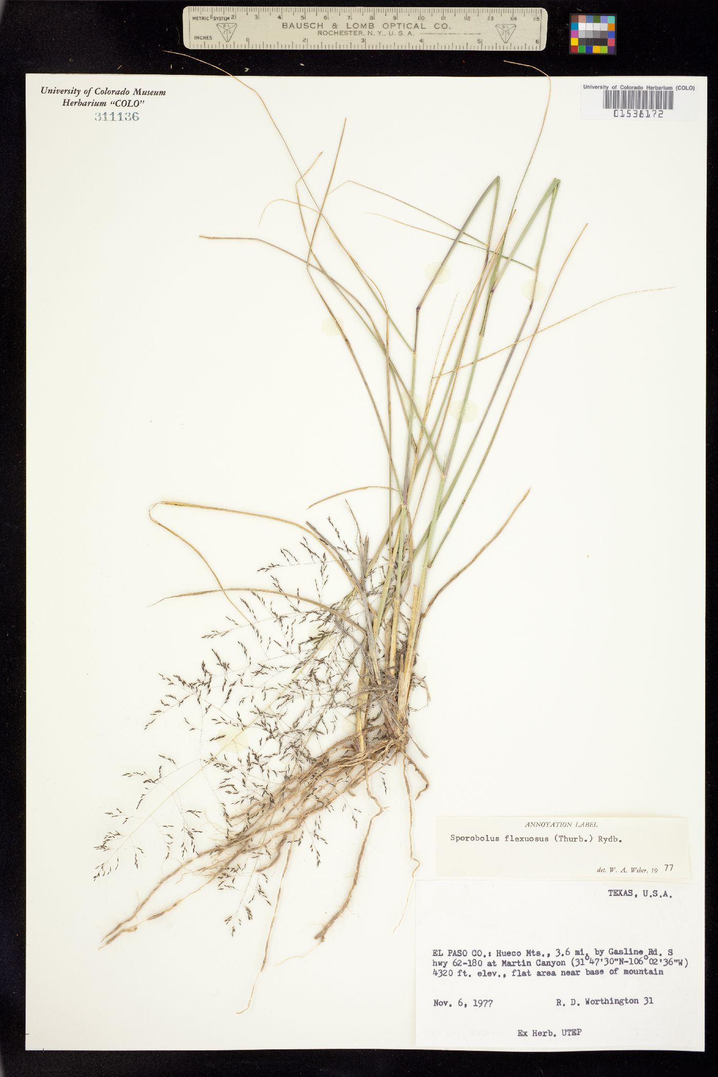 Sporobolus flexuosus image