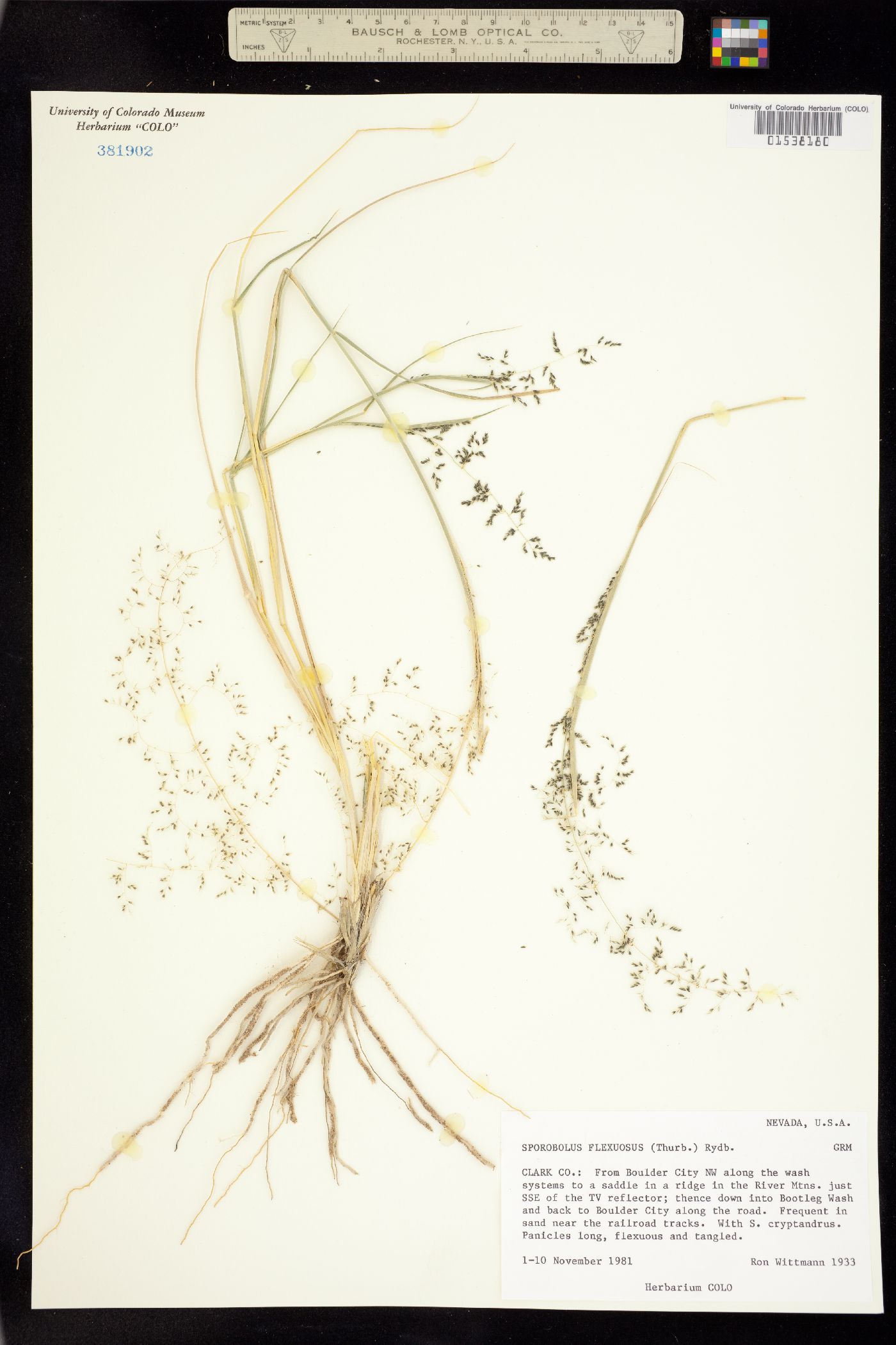 Sporobolus flexuosus image