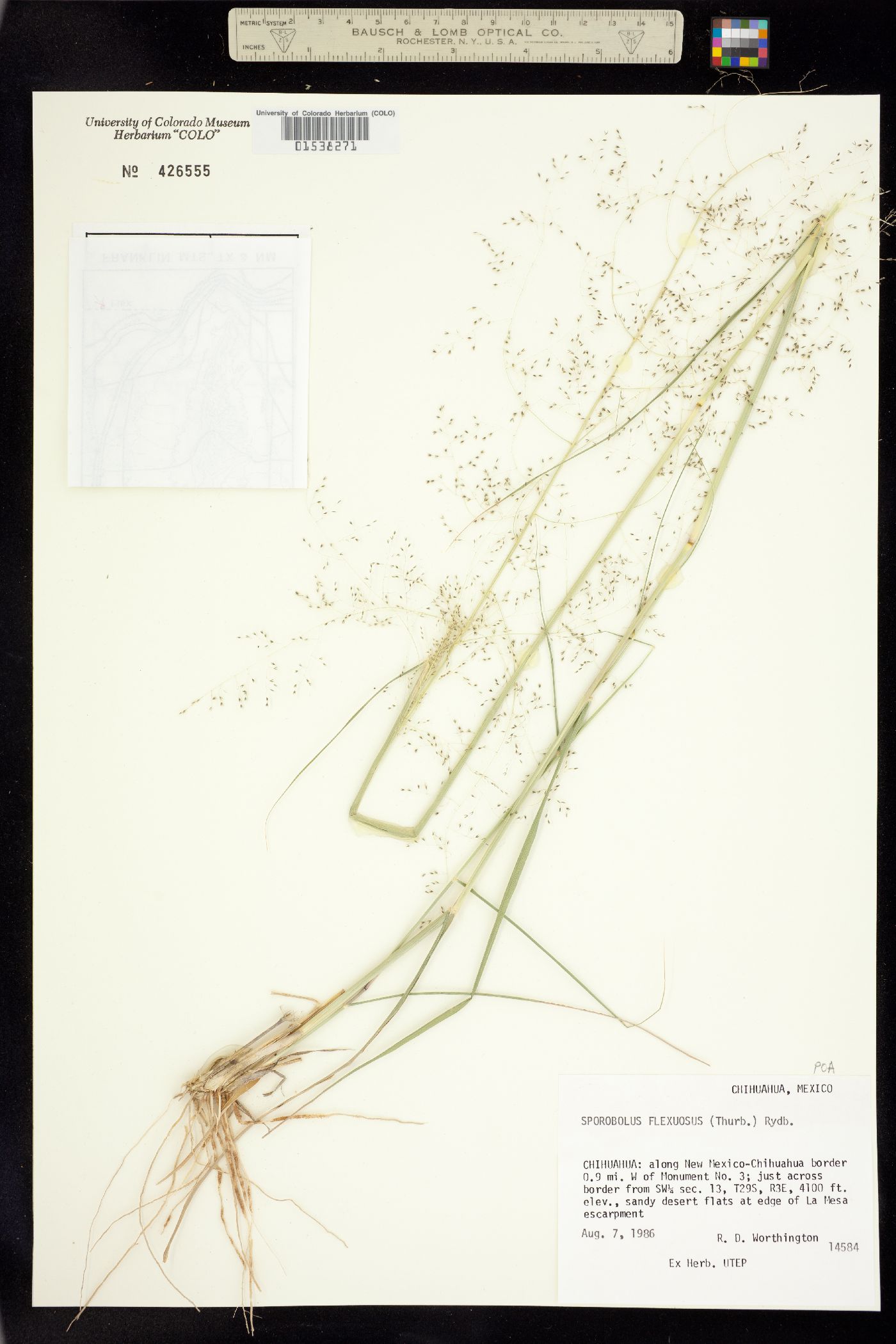 Sporobolus image