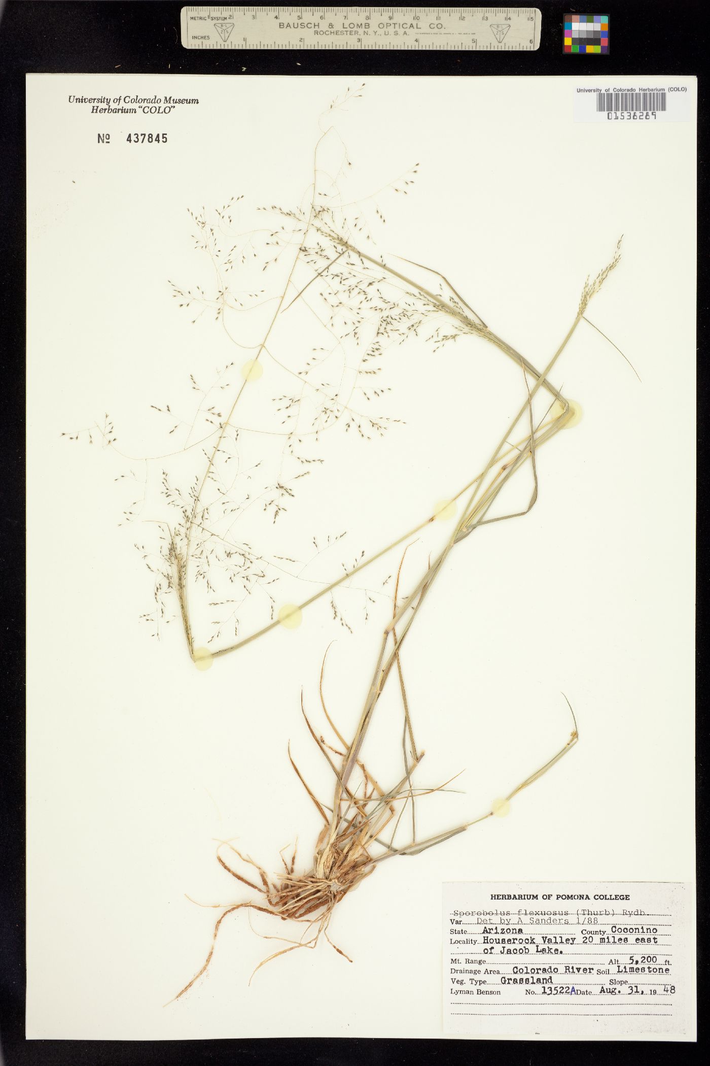 Sporobolus flexuosus image