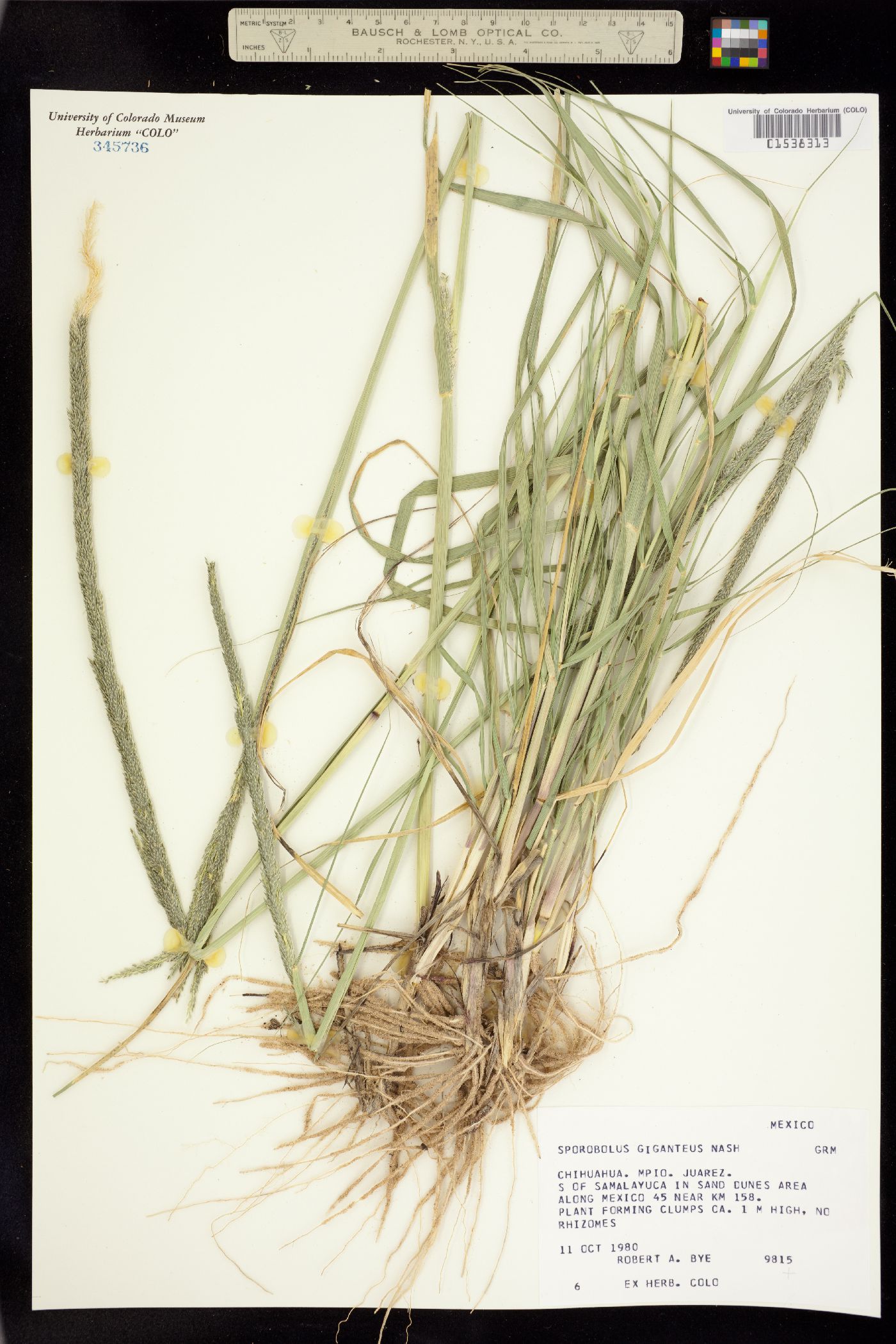 Sporobolus giganteus image