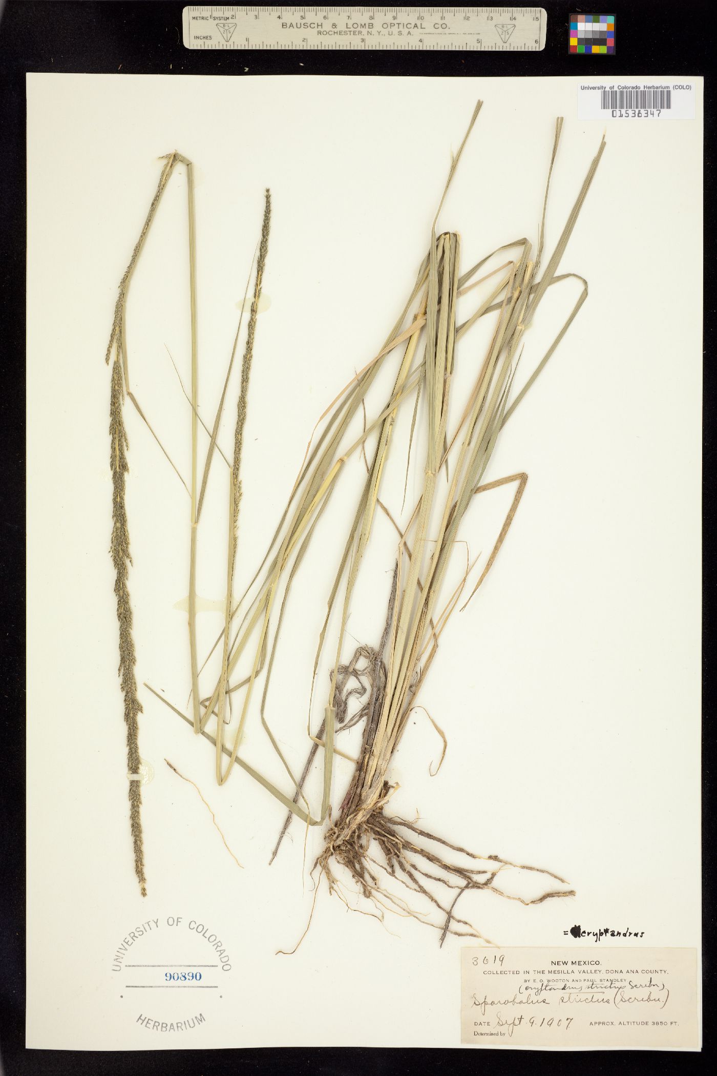 Sporobolus giganteus image