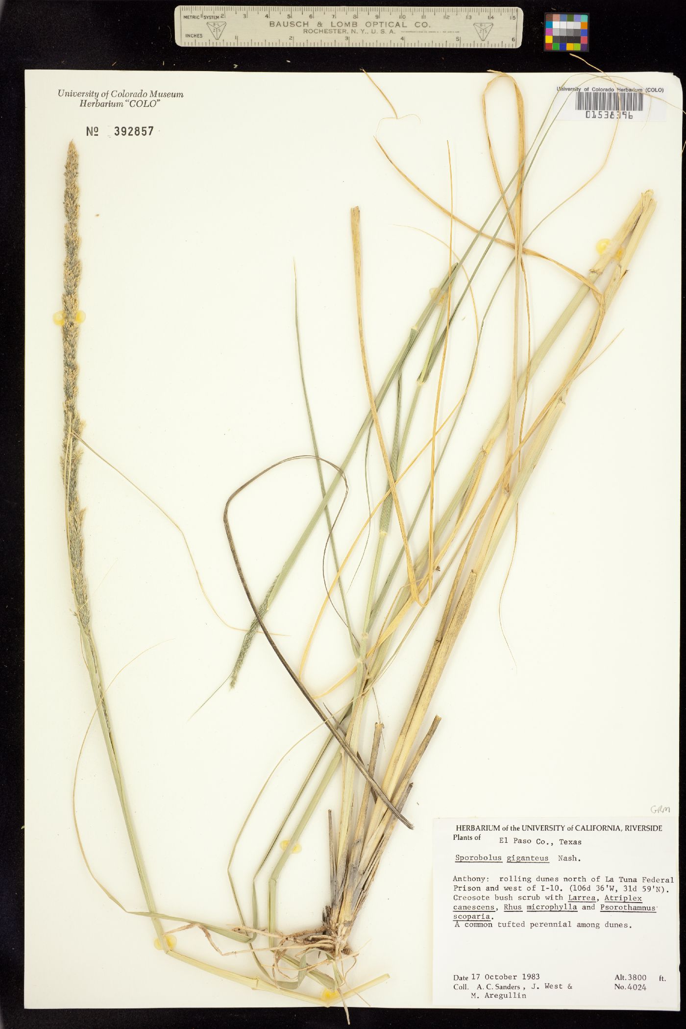 Sporobolus giganteus image