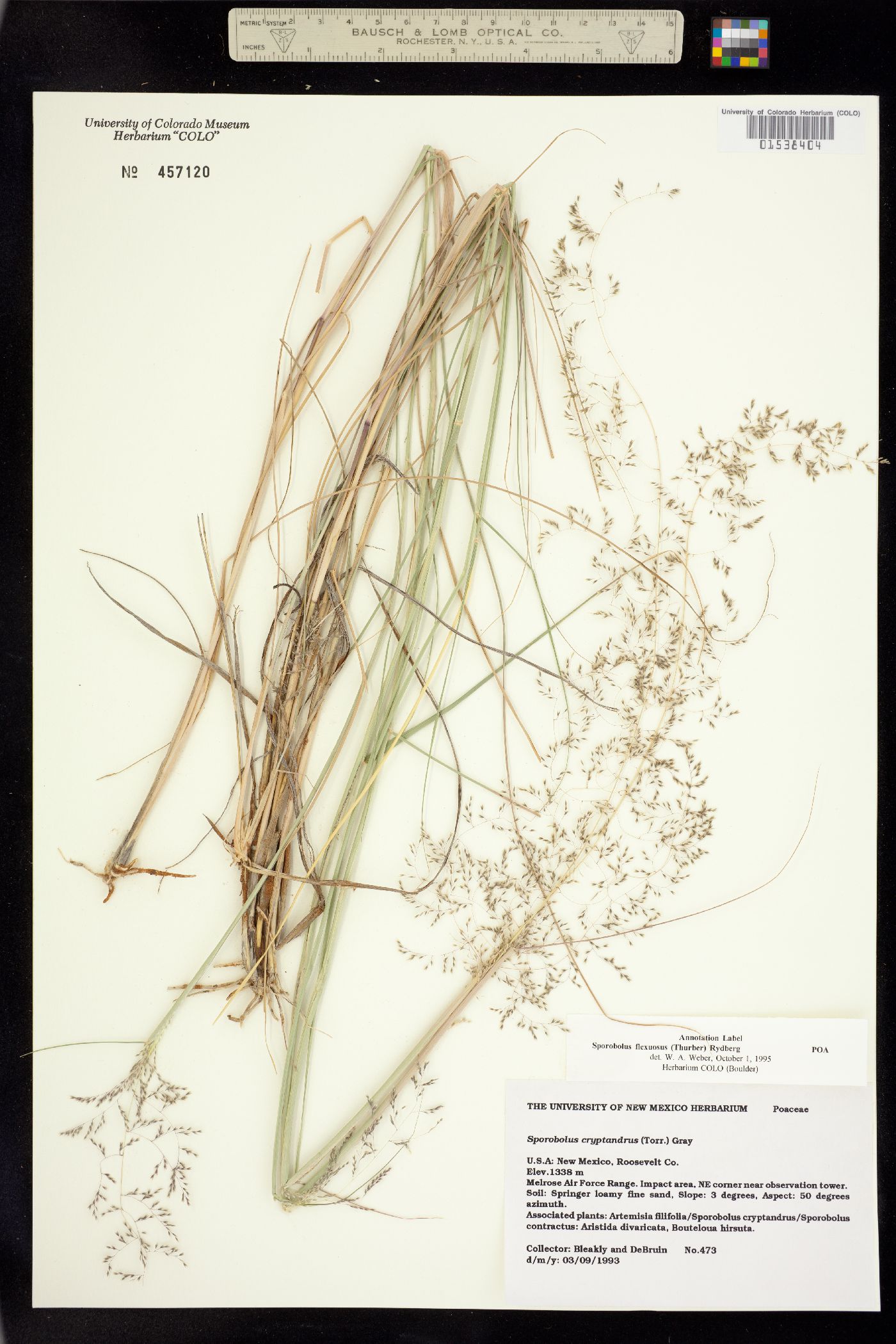 Sporobolus flexuosus image