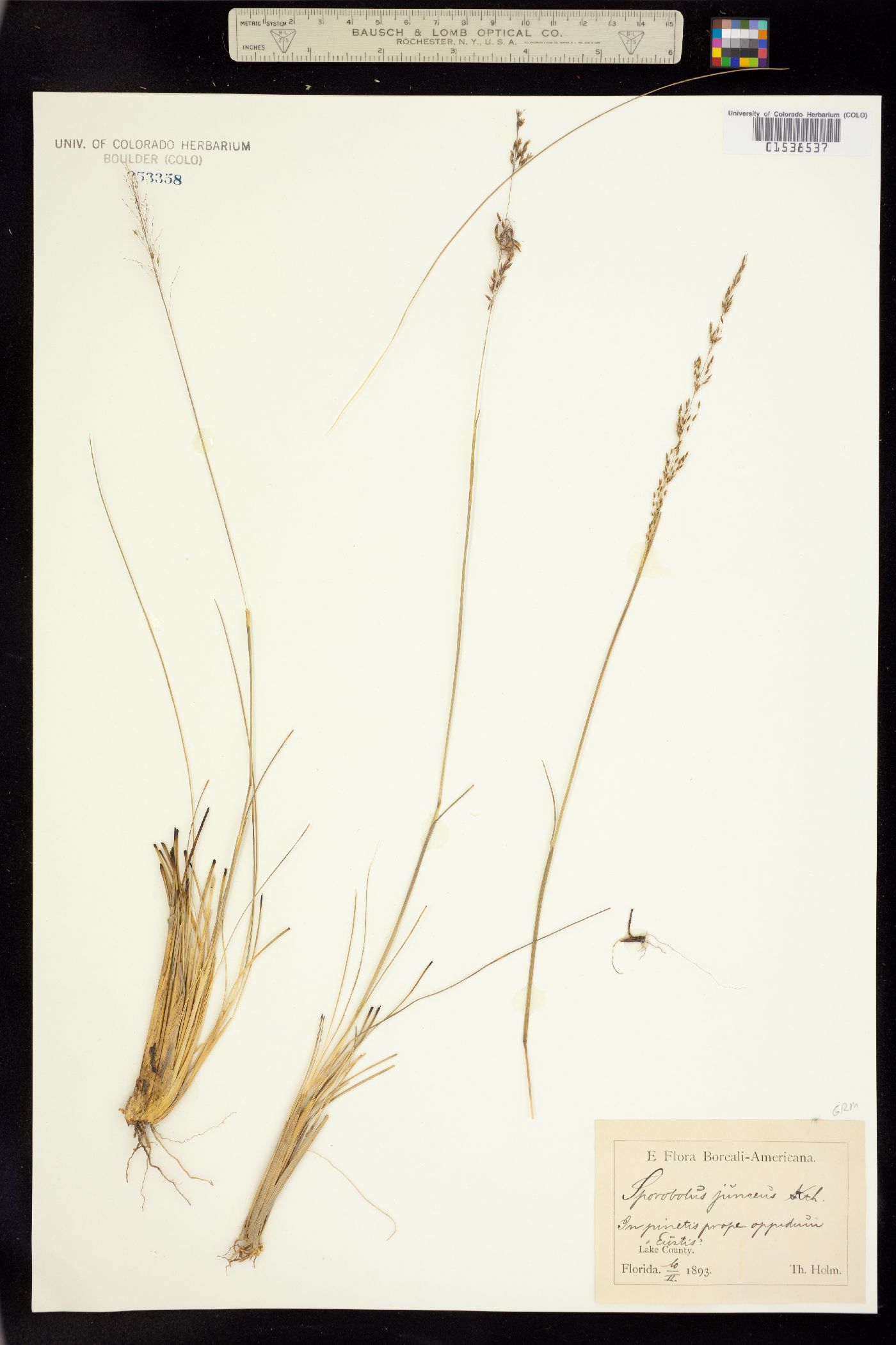 Sporobolus junceus image