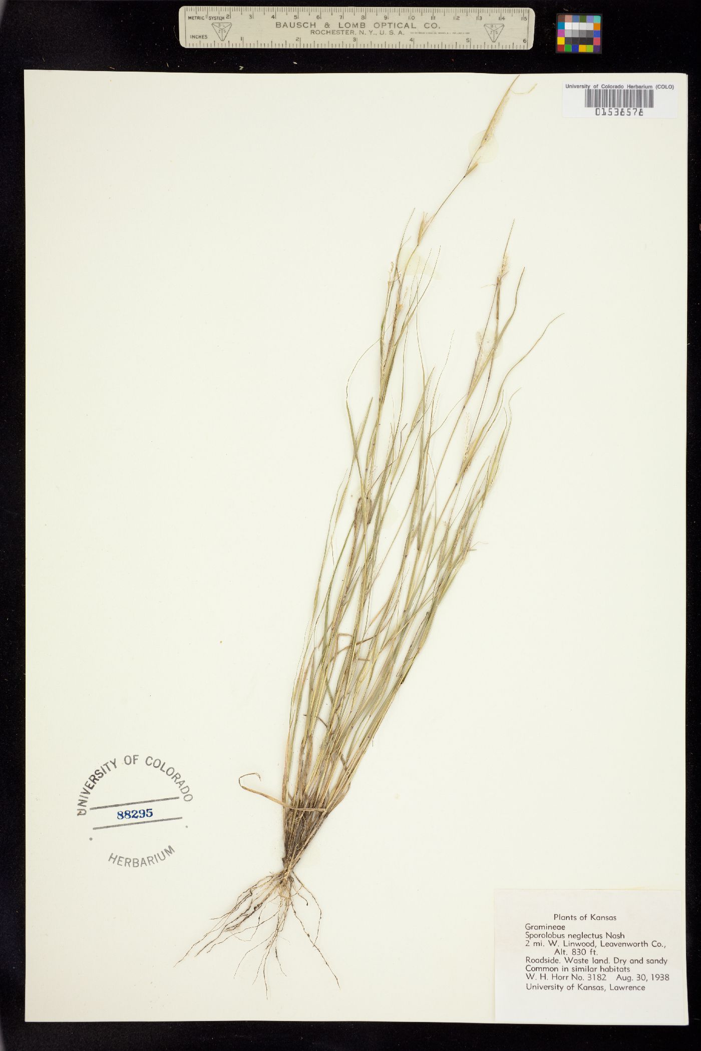 Sporobolus neglectus image