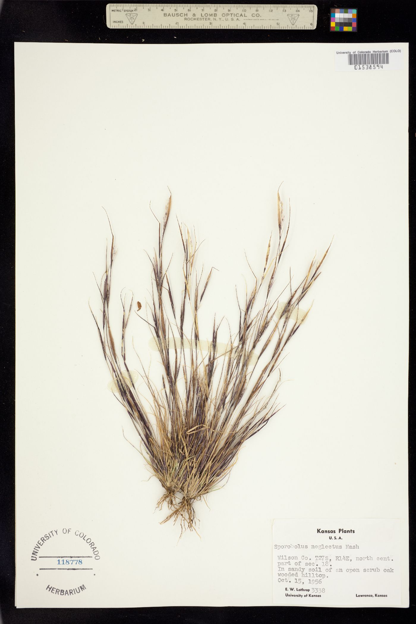 Sporobolus neglectus image
