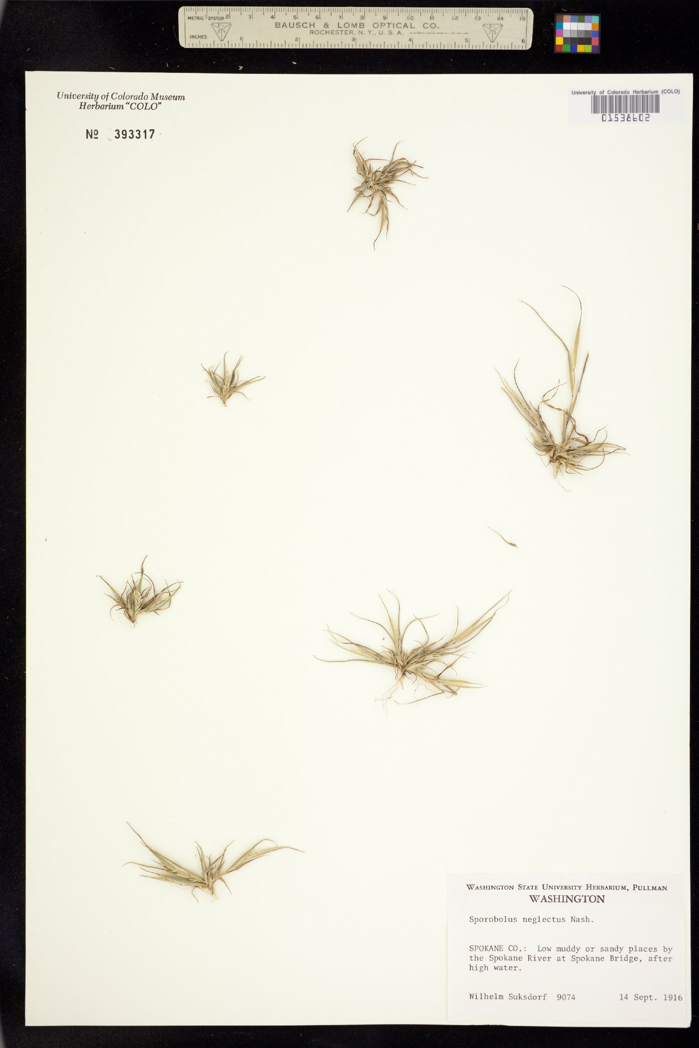 Sporobolus neglectus image