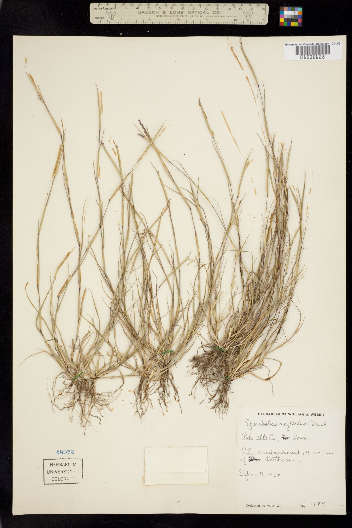 Sporobolus neglectus image