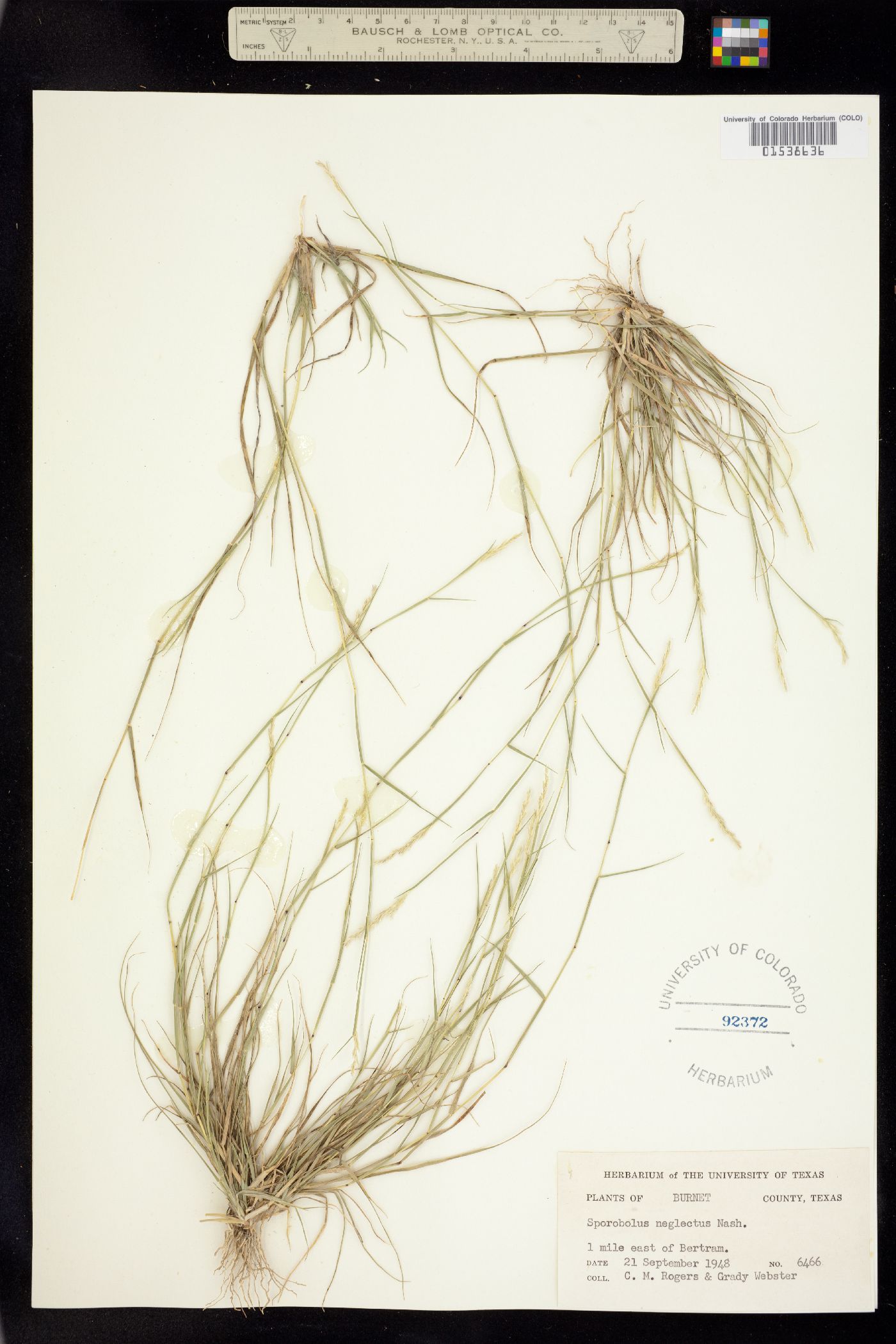 Sporobolus neglectus image