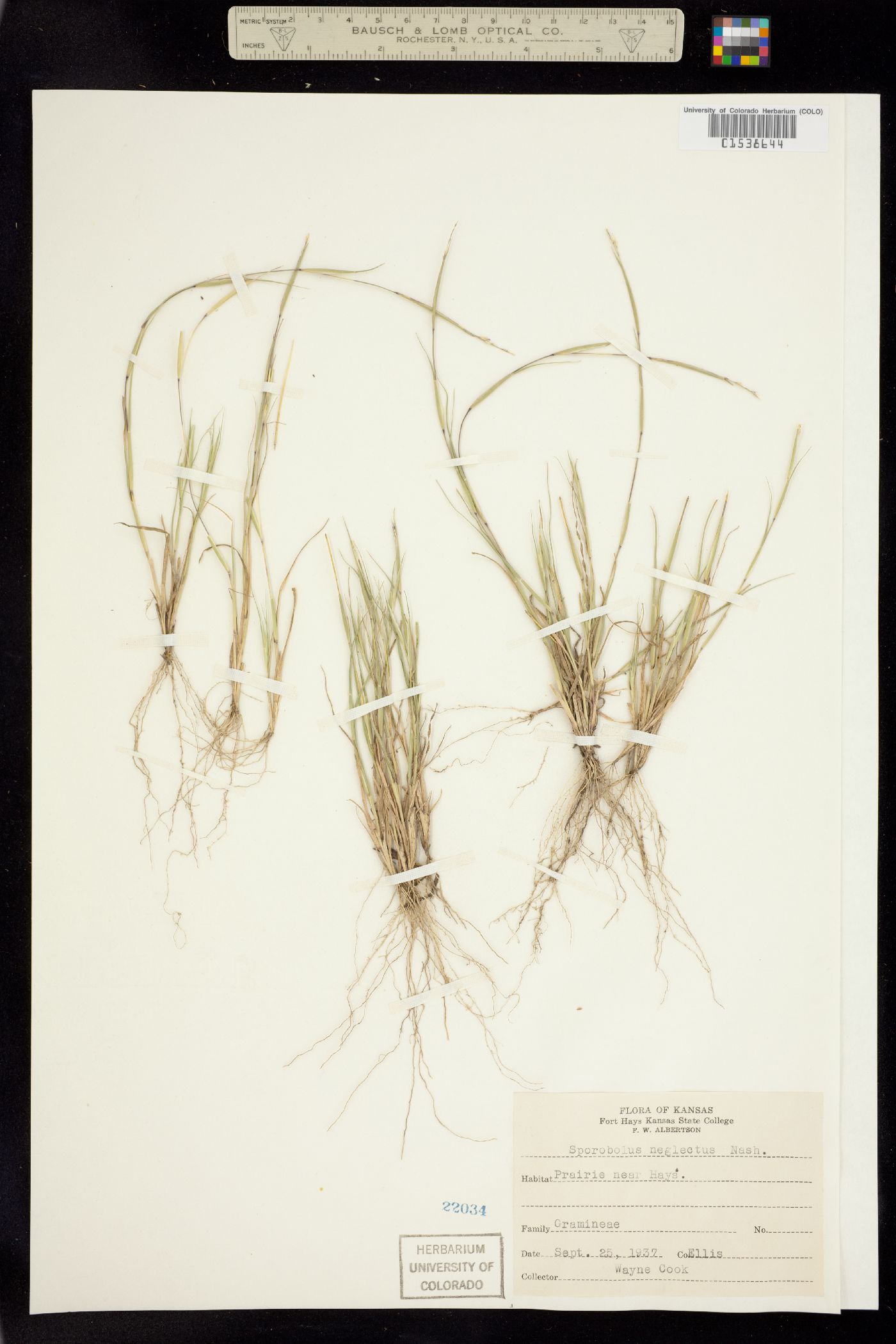 Sporobolus neglectus image