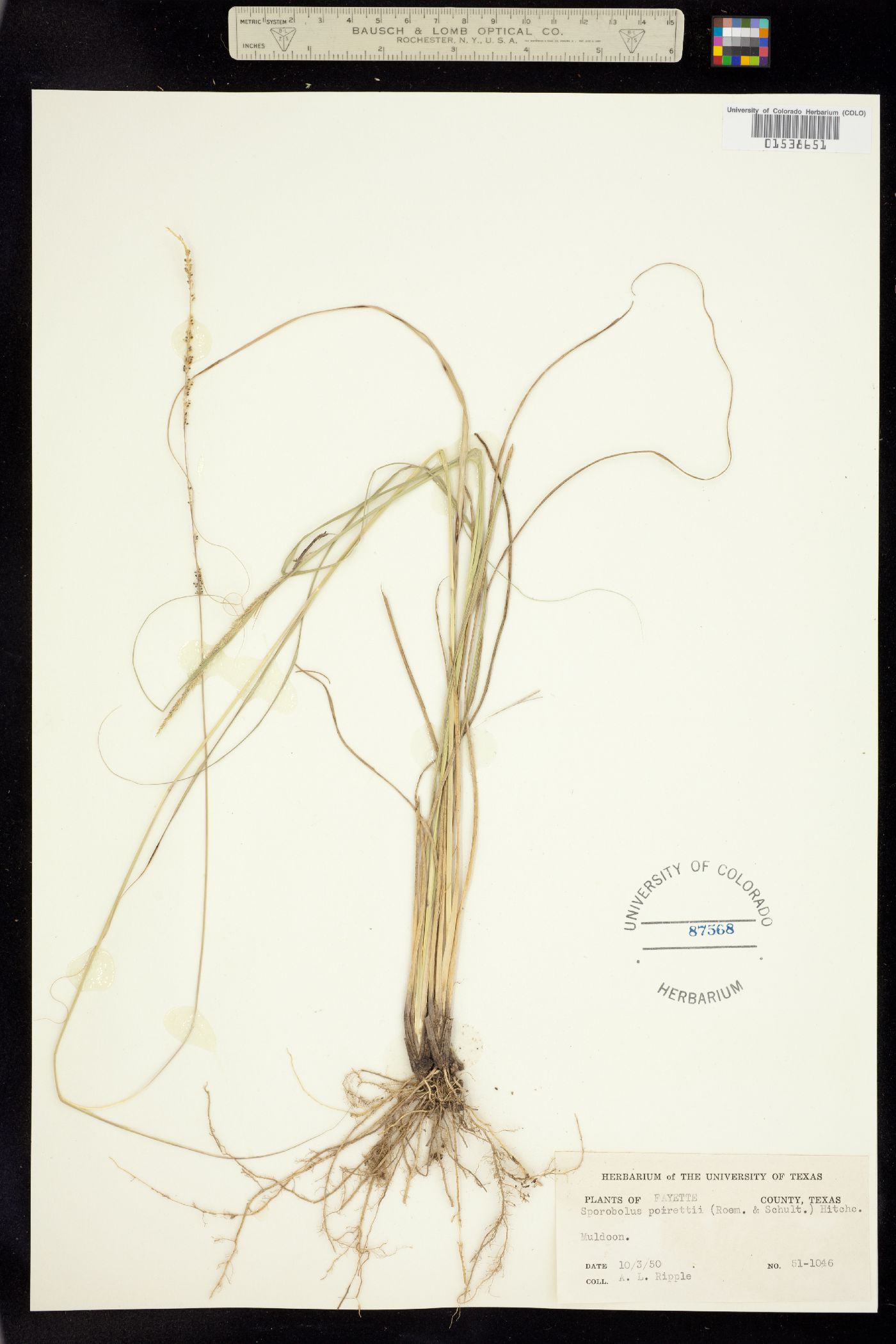 Sporobolus junceus image