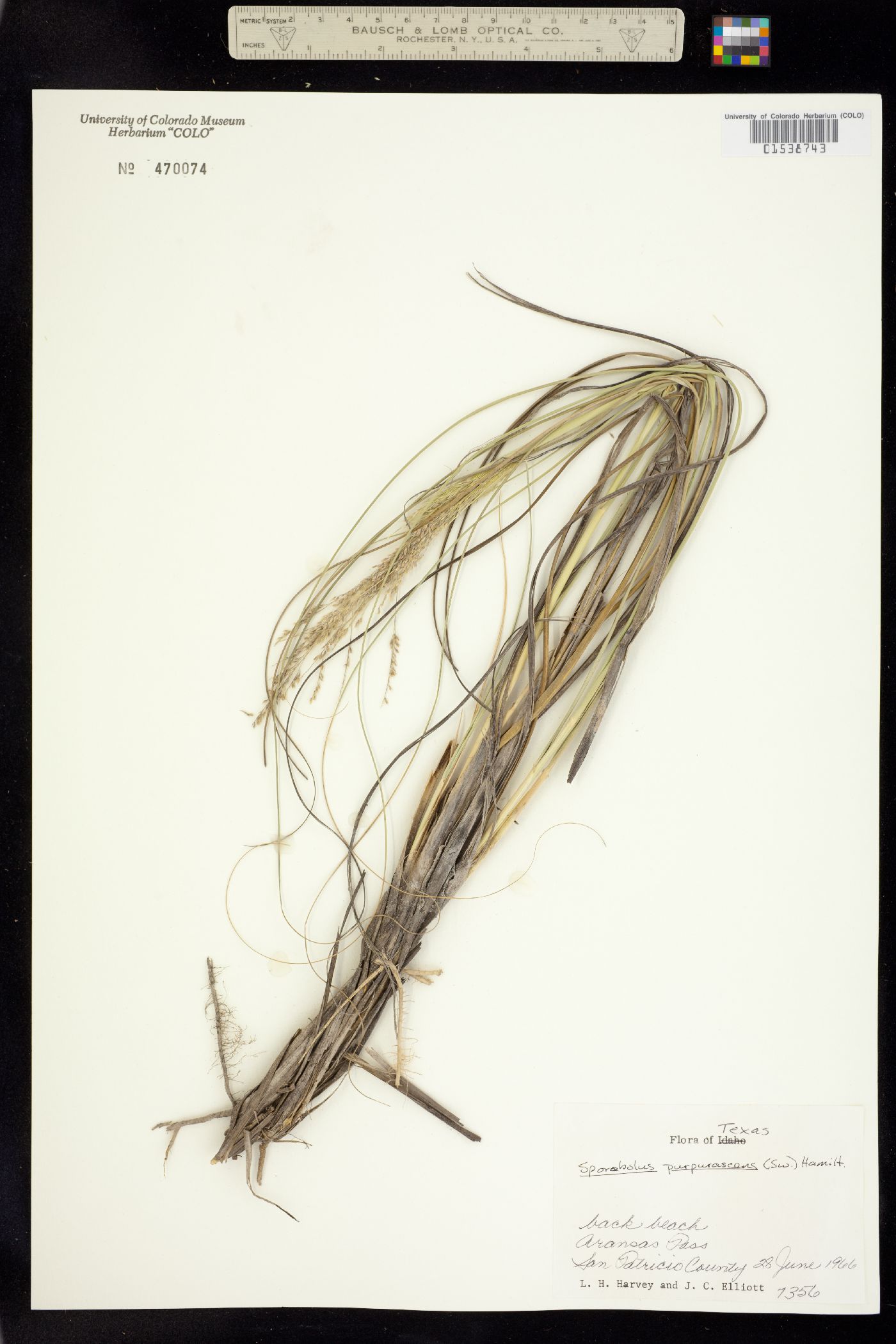 Sporobolus purpurascens image