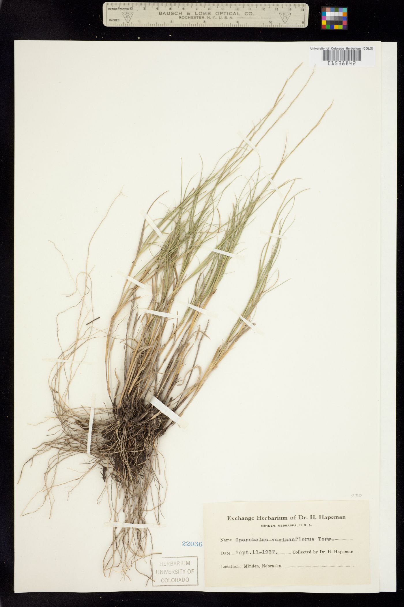 Sporobolus vaginiflorus image