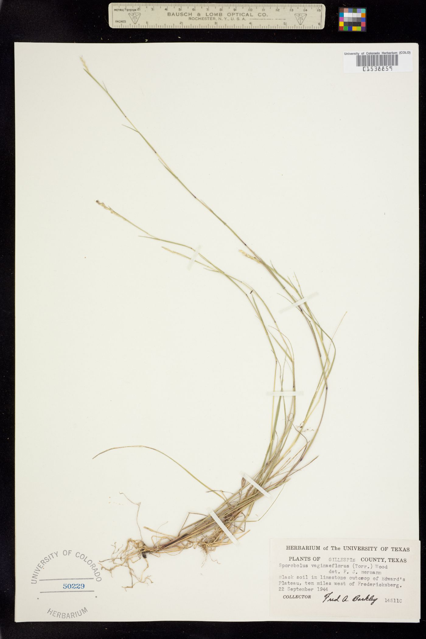 Sporobolus vaginiflorus image