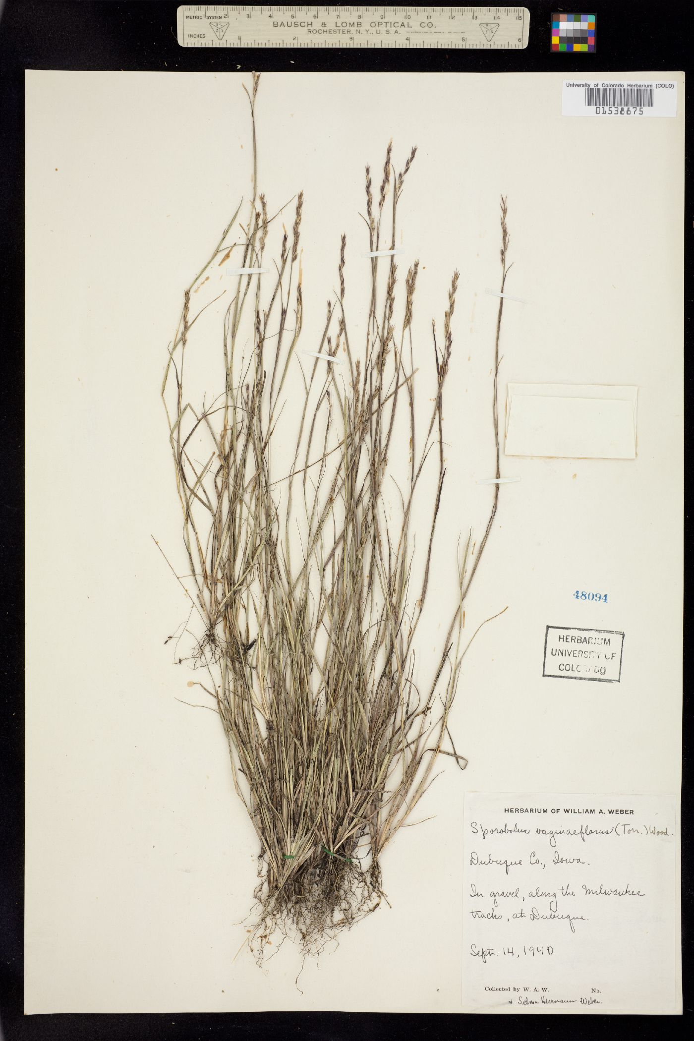 Sporobolus vaginiflorus image