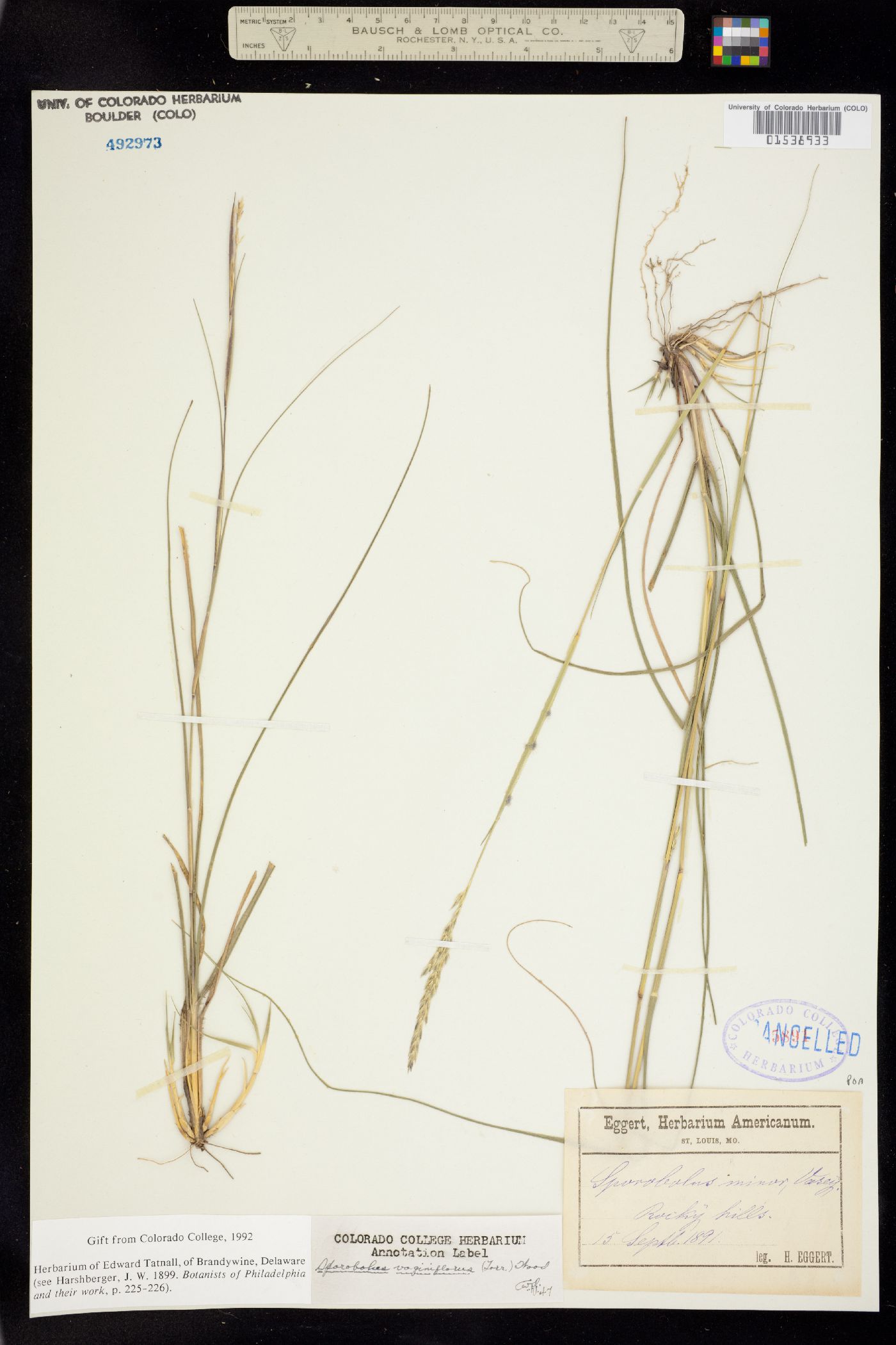 Sporobolus vaginiflorus image