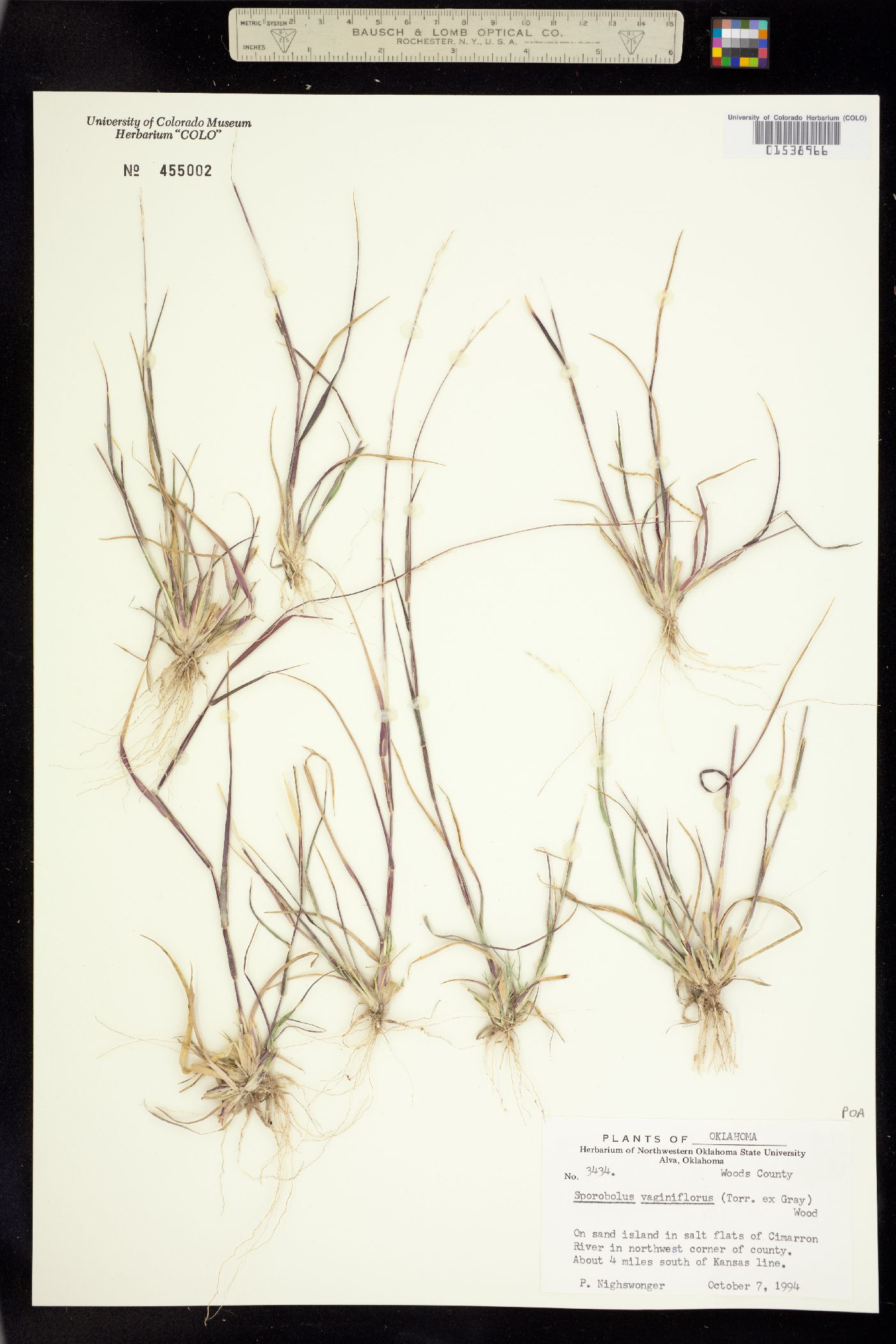 Sporobolus vaginiflorus image
