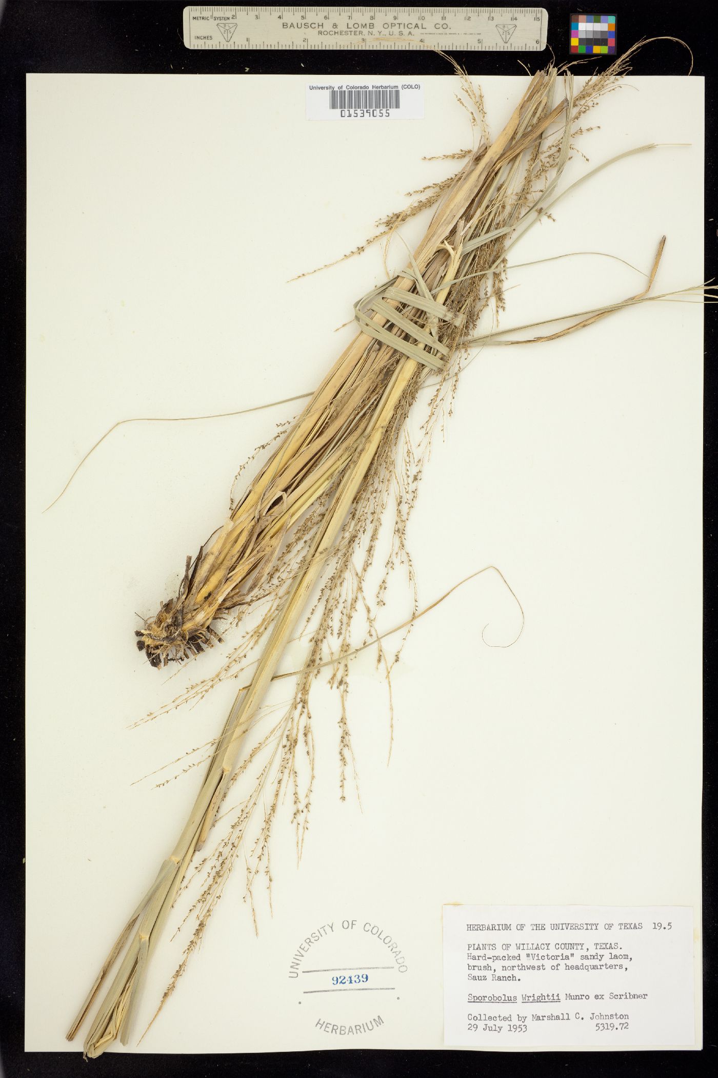 Sporobolus wrightii image