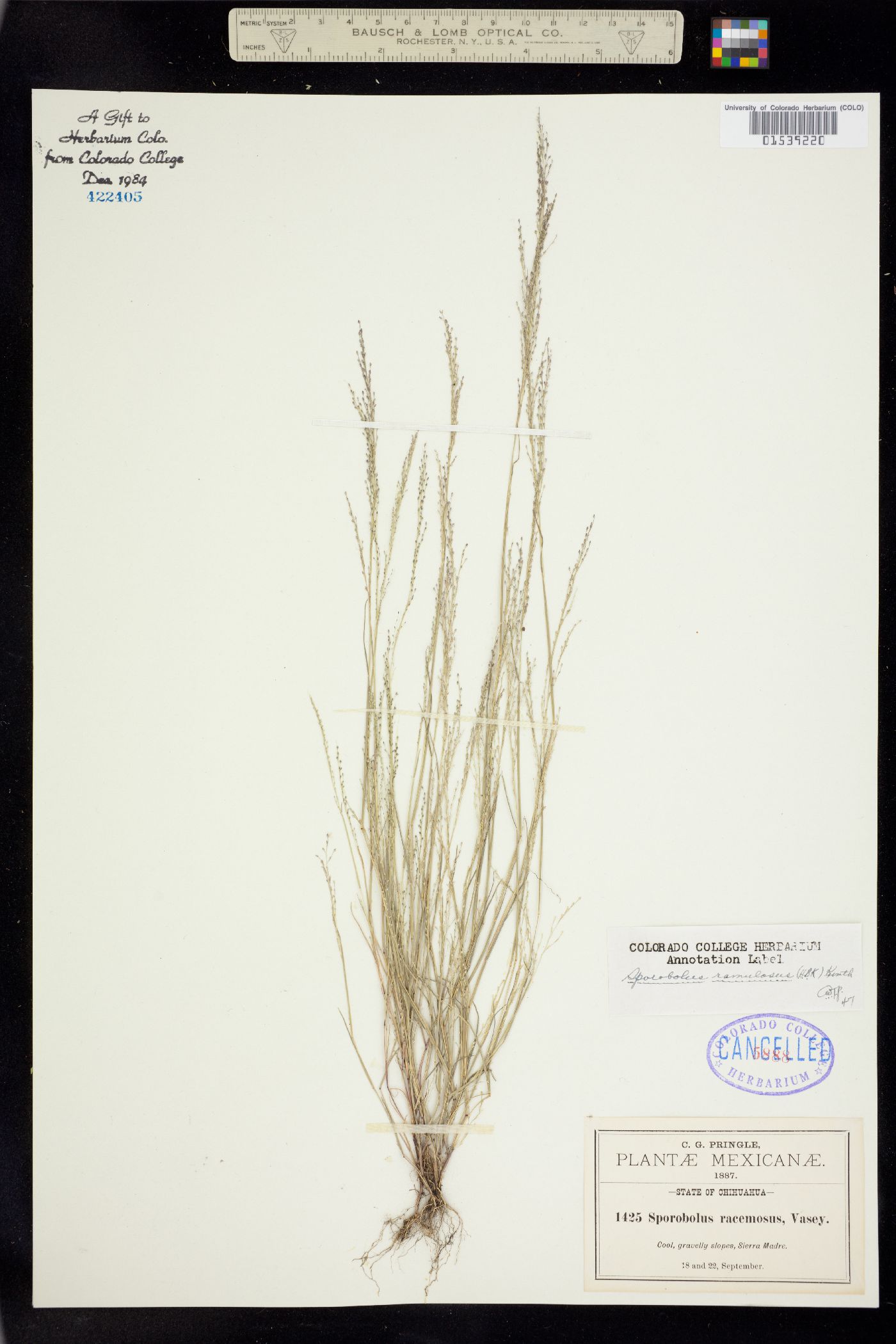 Muhlenbergia ramulosa image