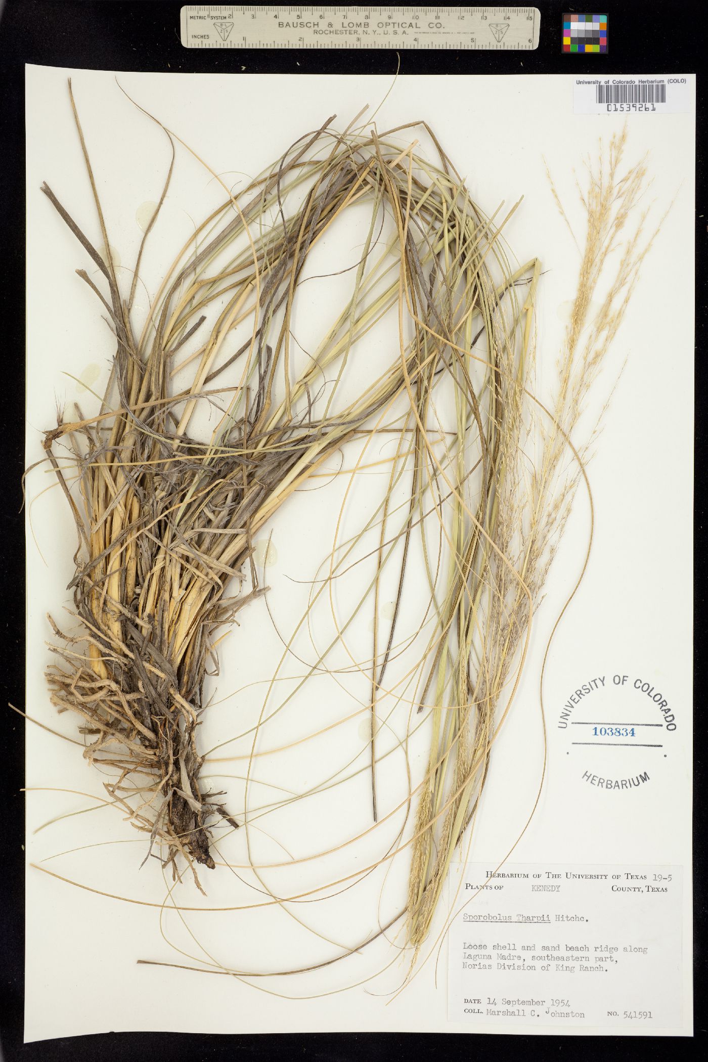 Sporobolus airoides image
