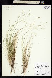Piptatherum shoshoneanum image
