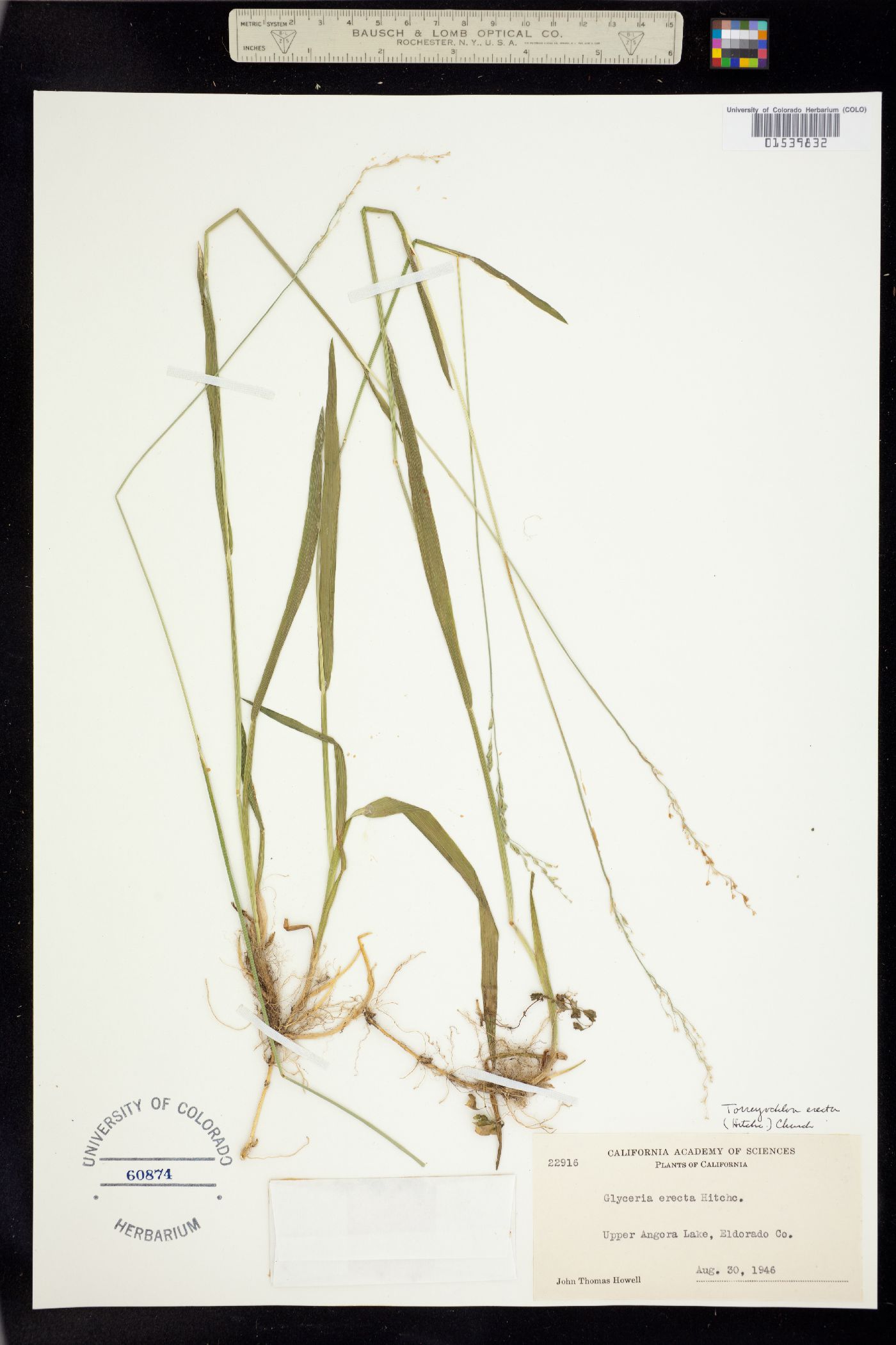 Torreyochloa erecta image