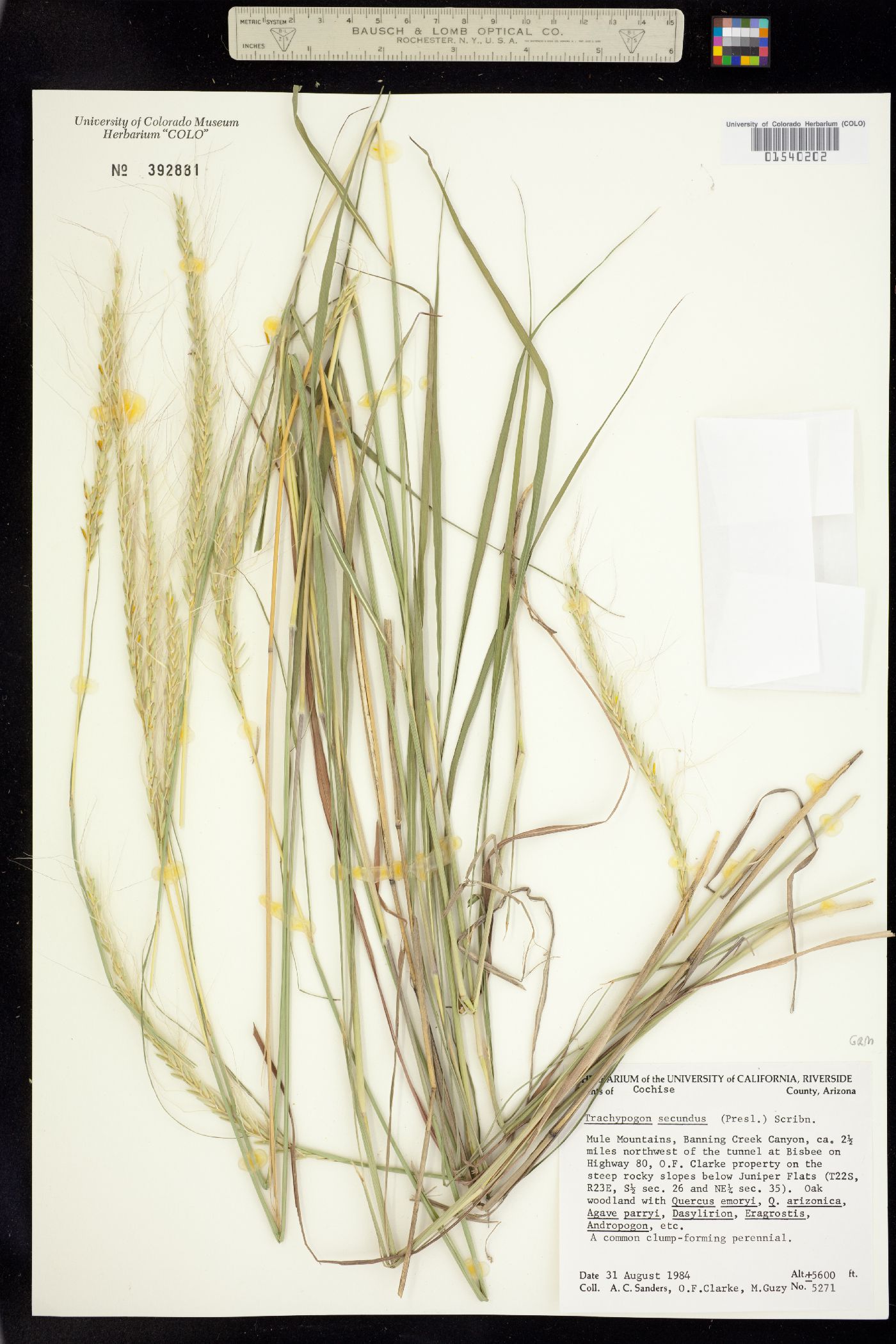 Trachypogon spicatus image