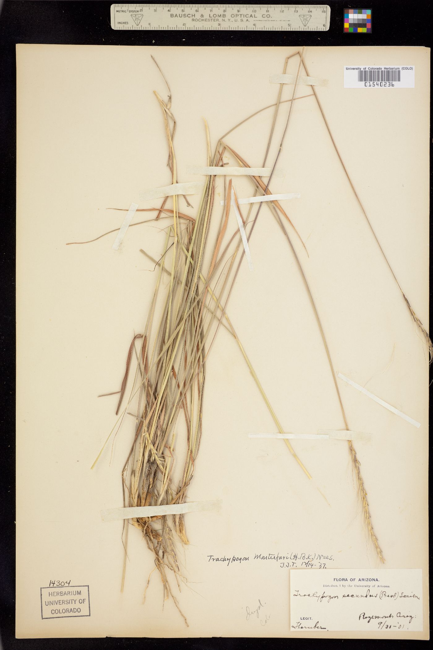 Trachypogon image