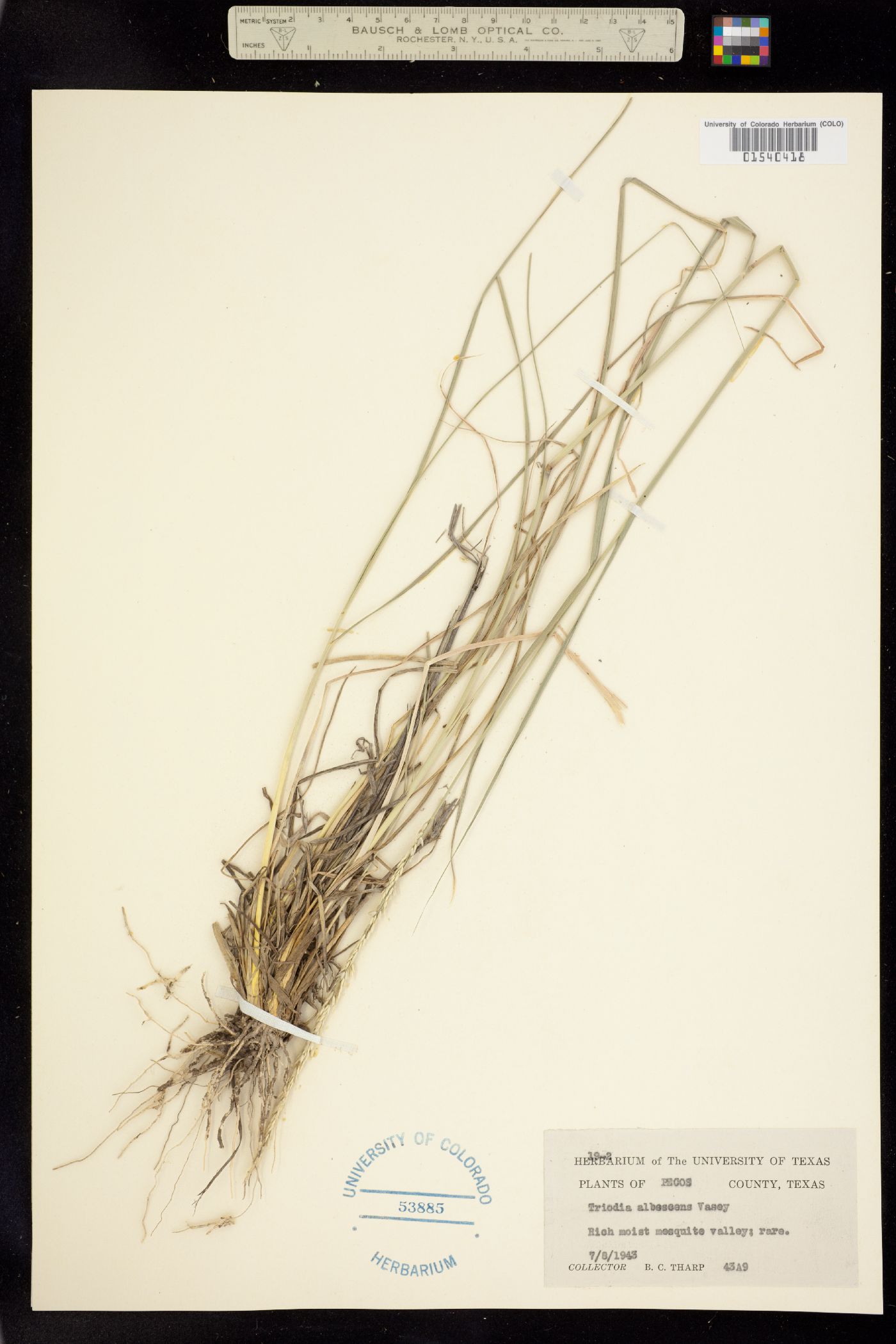 Tridens albescens image