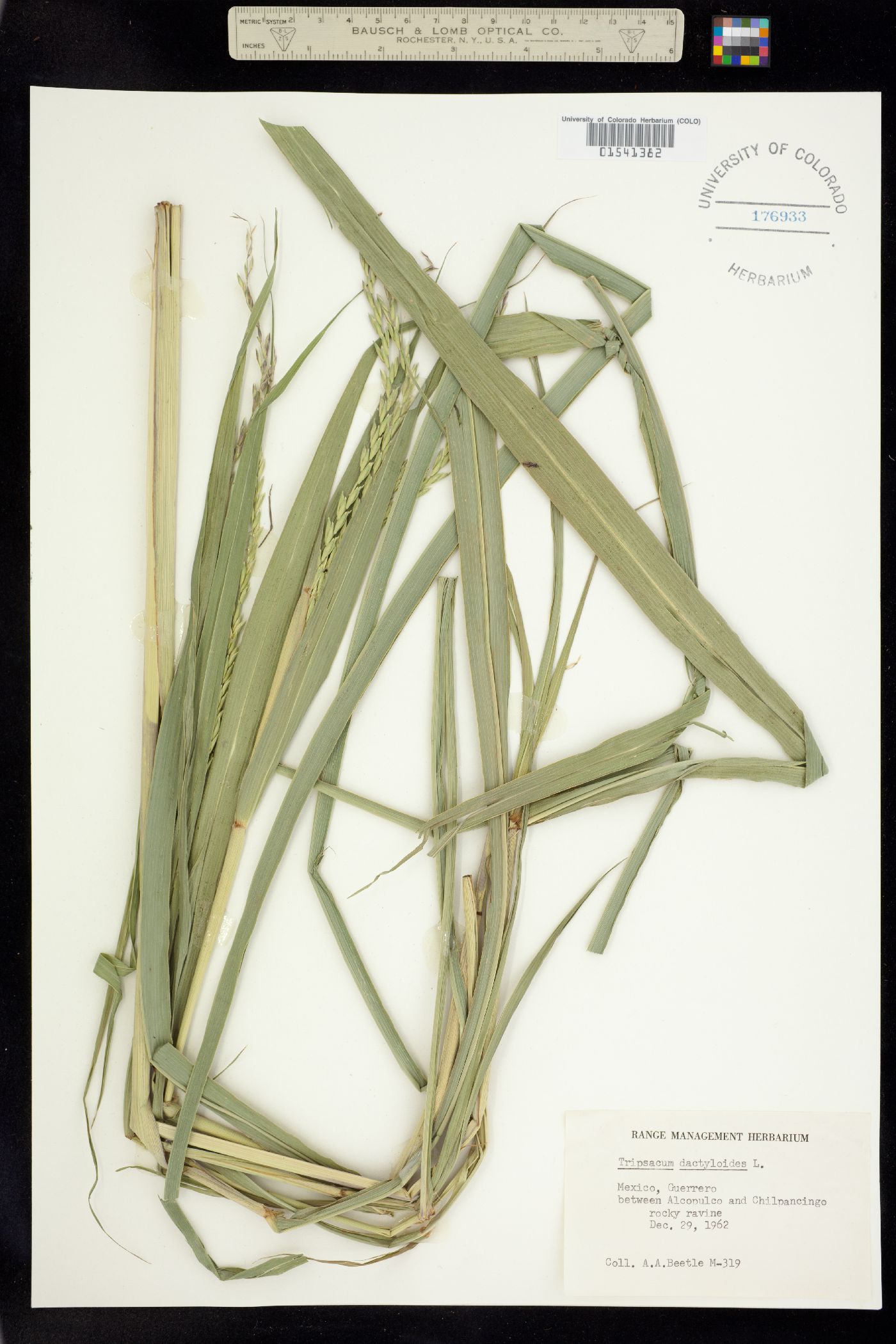 Tripsacum image