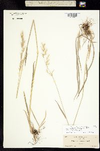 Trisetum cernuum ssp. canescens image