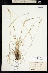 Trisetum cernuum ssp. canescens image
