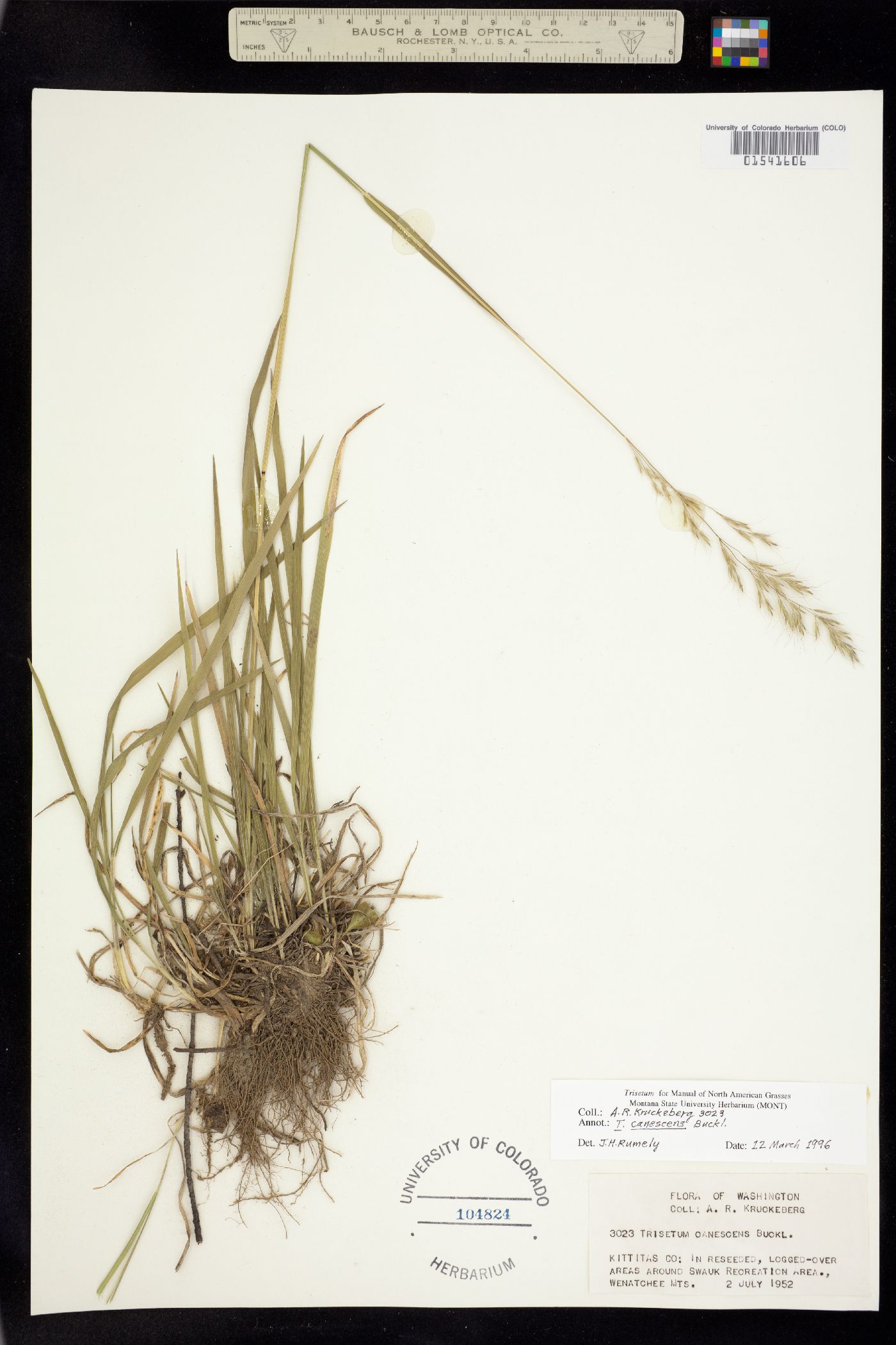 Trisetum cernuum image