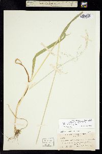 Trisetum canescens image