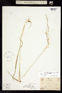 Trisetum cernuum image