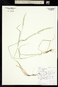 Trisetum montanum image