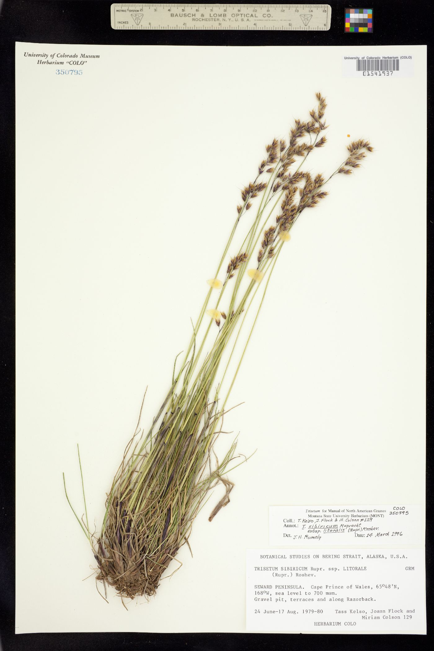 Trisetum sibiricum image