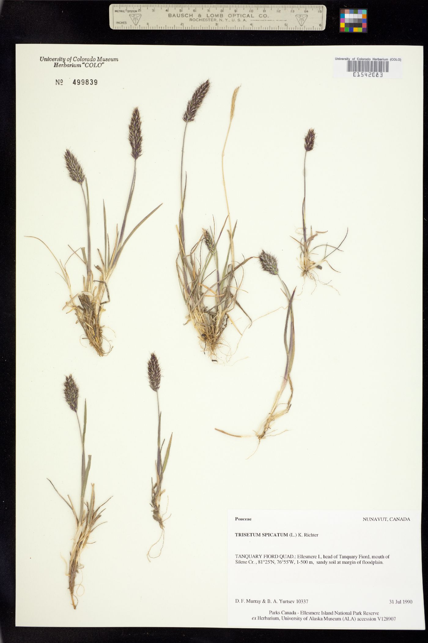 Trisetum spicatum image