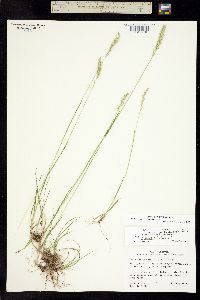 Trisetum spicatum image