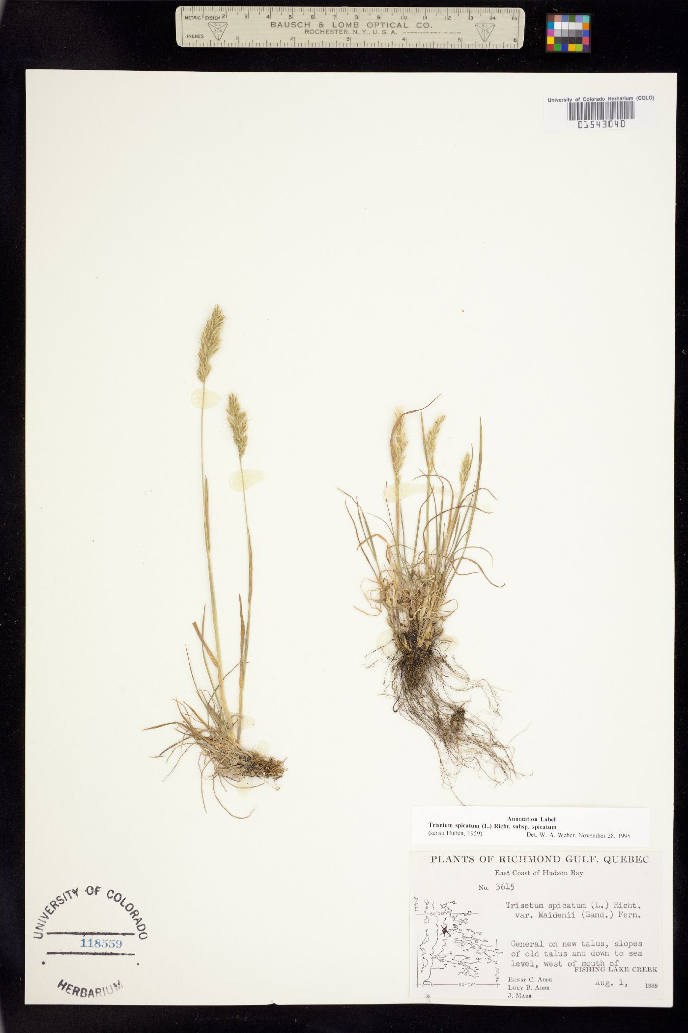 Trisetum spicatum subsp. spicatum image