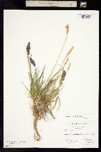 Trisetum spicatum subsp. spicatum image