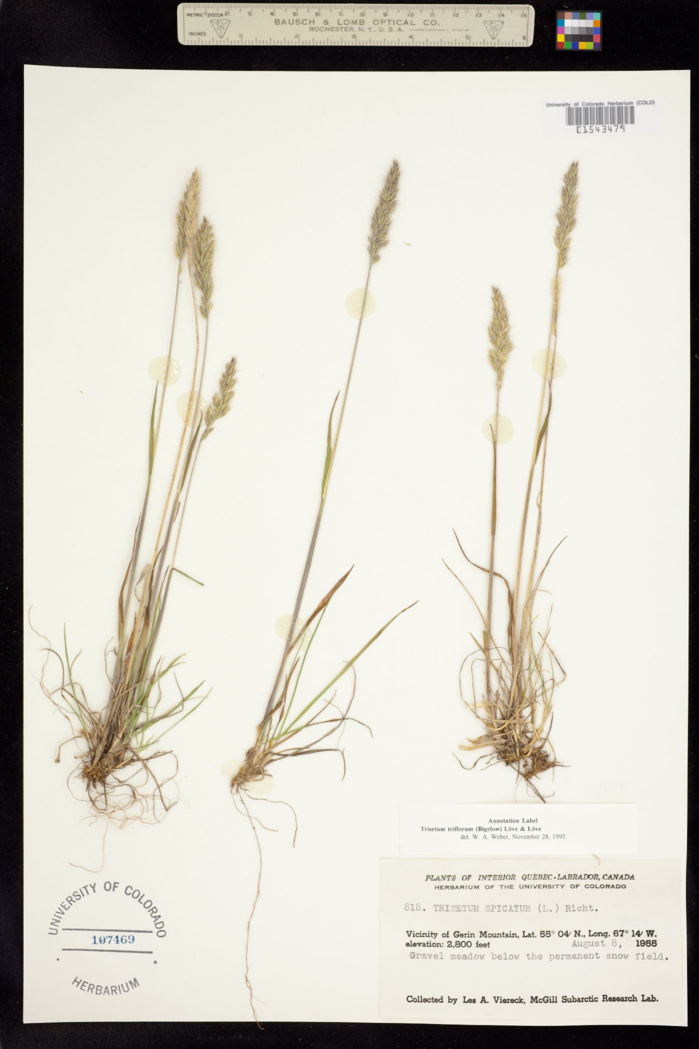 Trisetum spicatum image