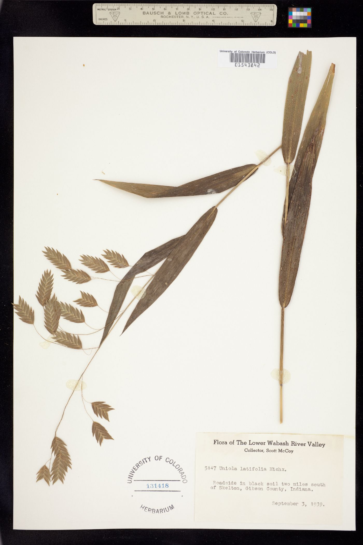 Chasmanthium latifolium image