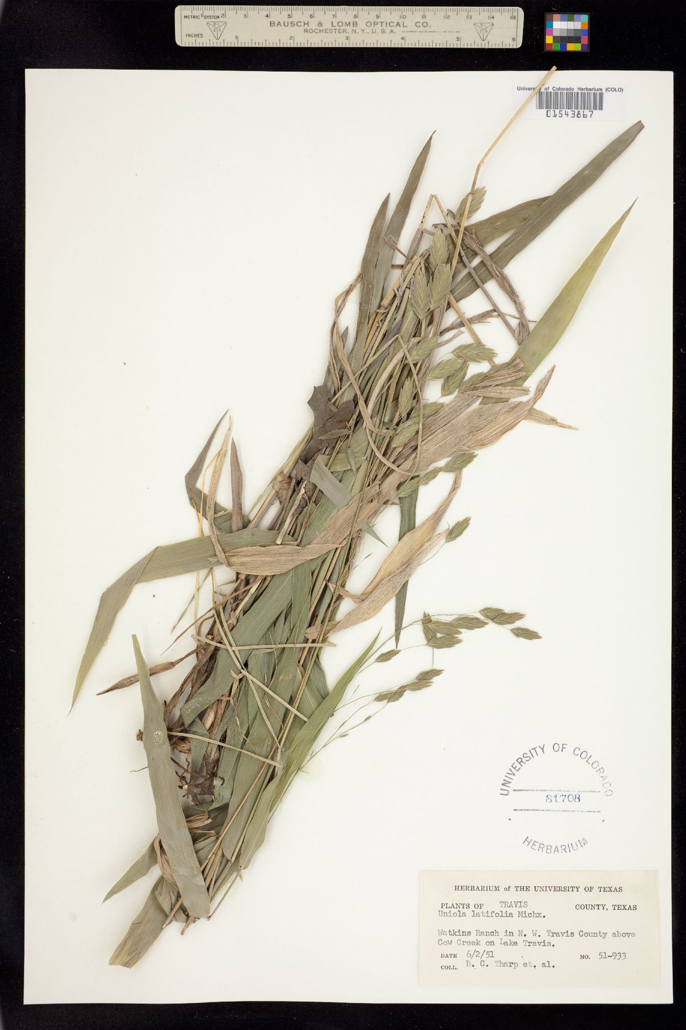 Chasmanthium latifolium image